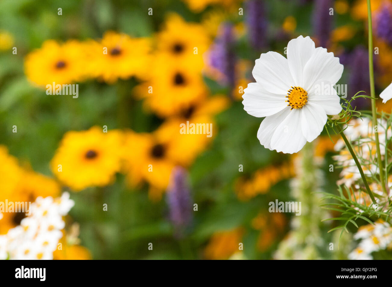 Fiori selvatici che crescono in un inglese un paesaggio di campagna Foto Stock