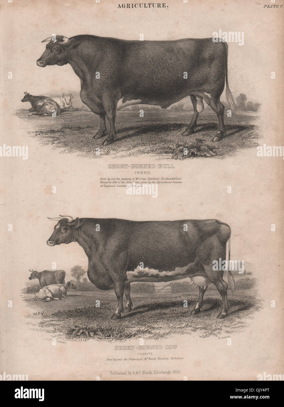 L'agricoltura. Short-Horned Bull Phoenix. Vacca Short-Horned Carità BRITANNICA 1860 Foto Stock