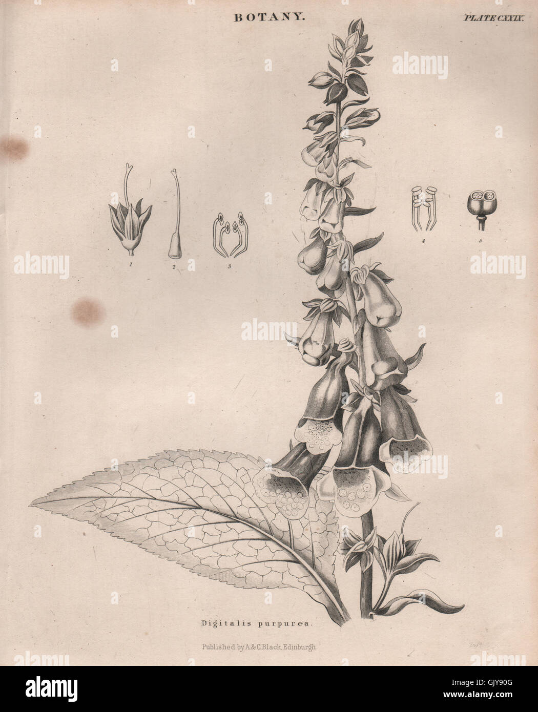Digitalis purpurea (comune foxglove, viola foxglove, lady del guanto), 1860 Foto Stock