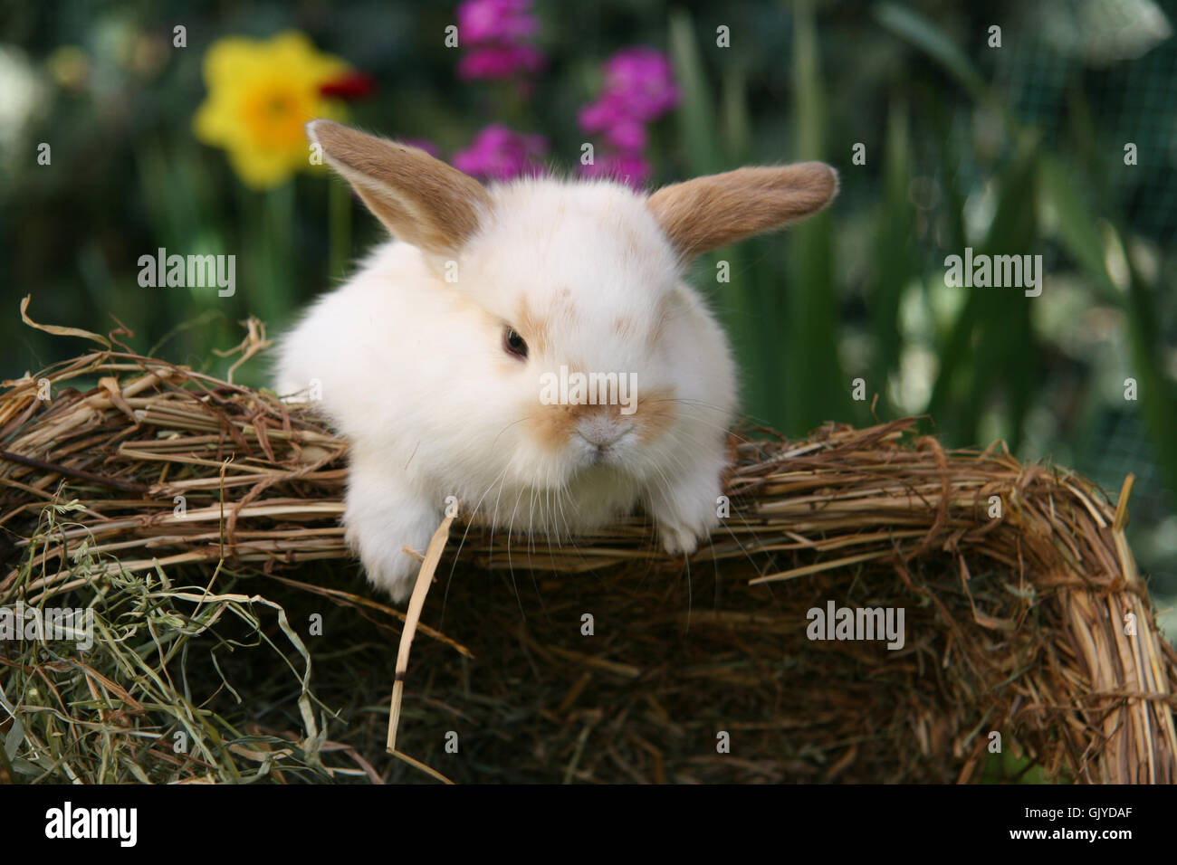 La pelliccia di Coniglio di Pasqua Foto Stock