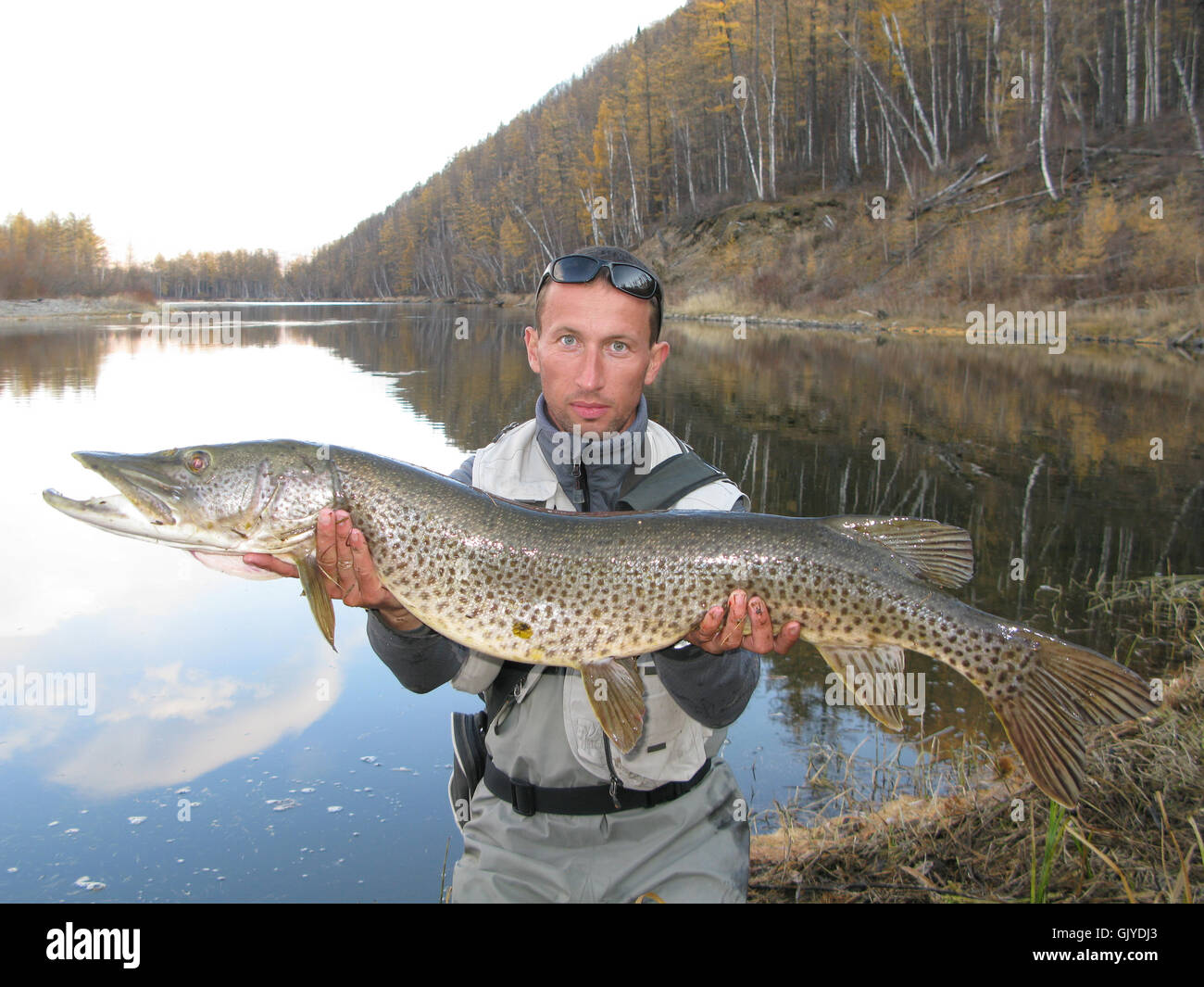 Cibo aliment macro Foto Stock