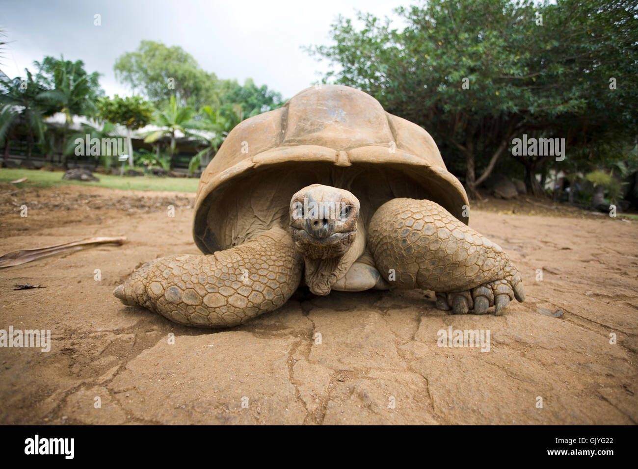Animali tartarughe maurizio Foto Stock