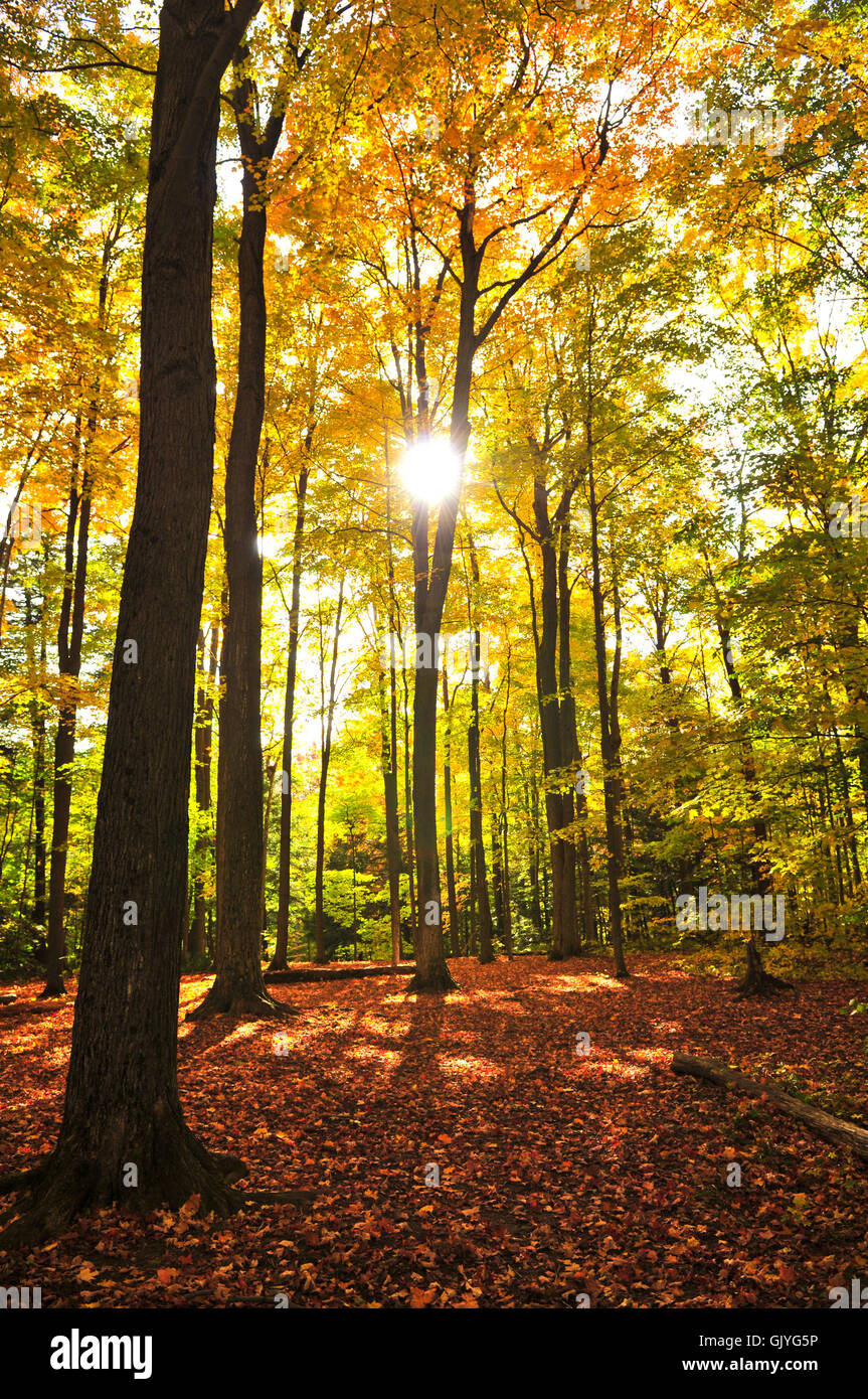 Struttura di boschi di alberi Foto Stock