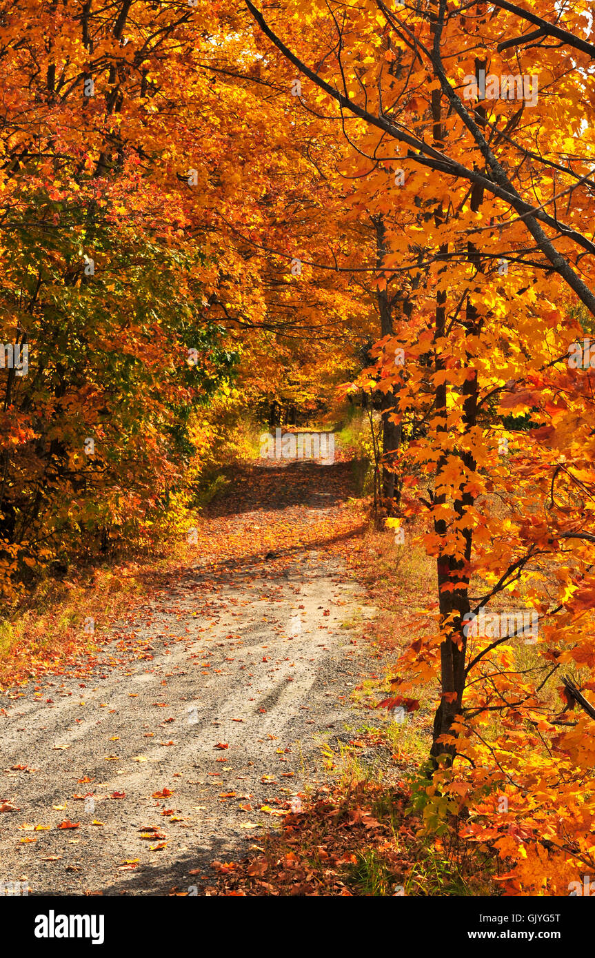 parco alberi albero Foto Stock