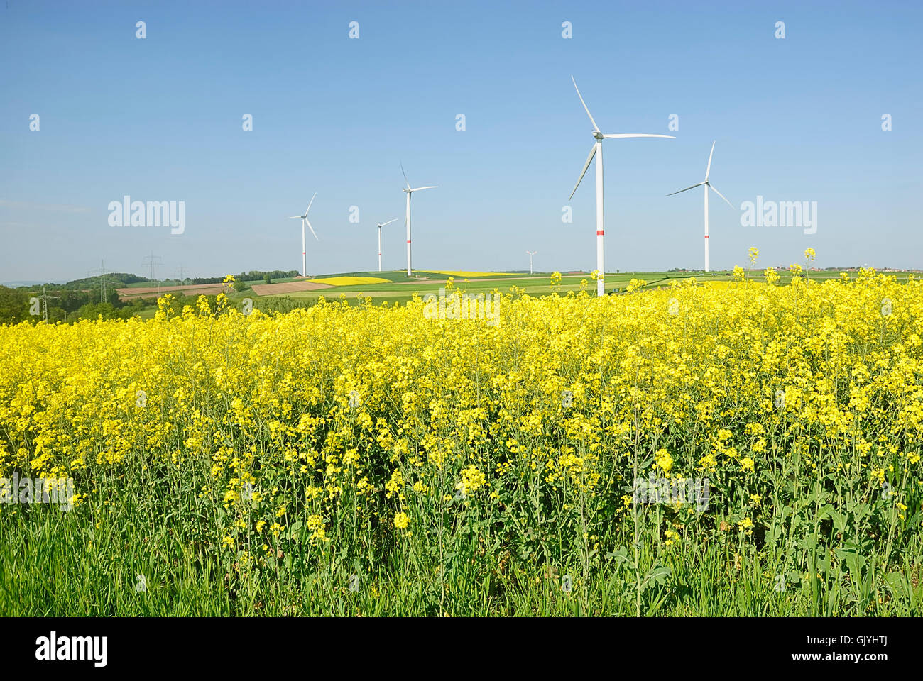 Ambiente Ambiente coleseed Foto Stock