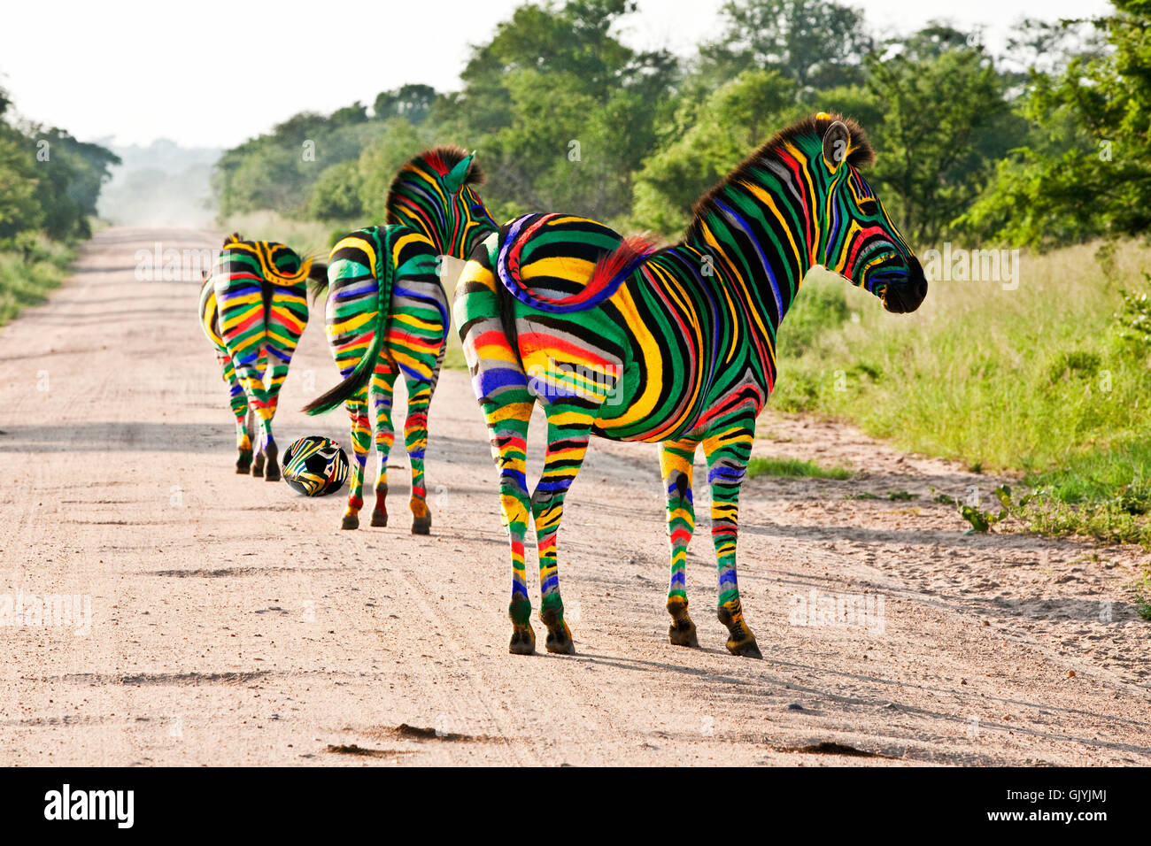 South African zebra foolball Foto Stock