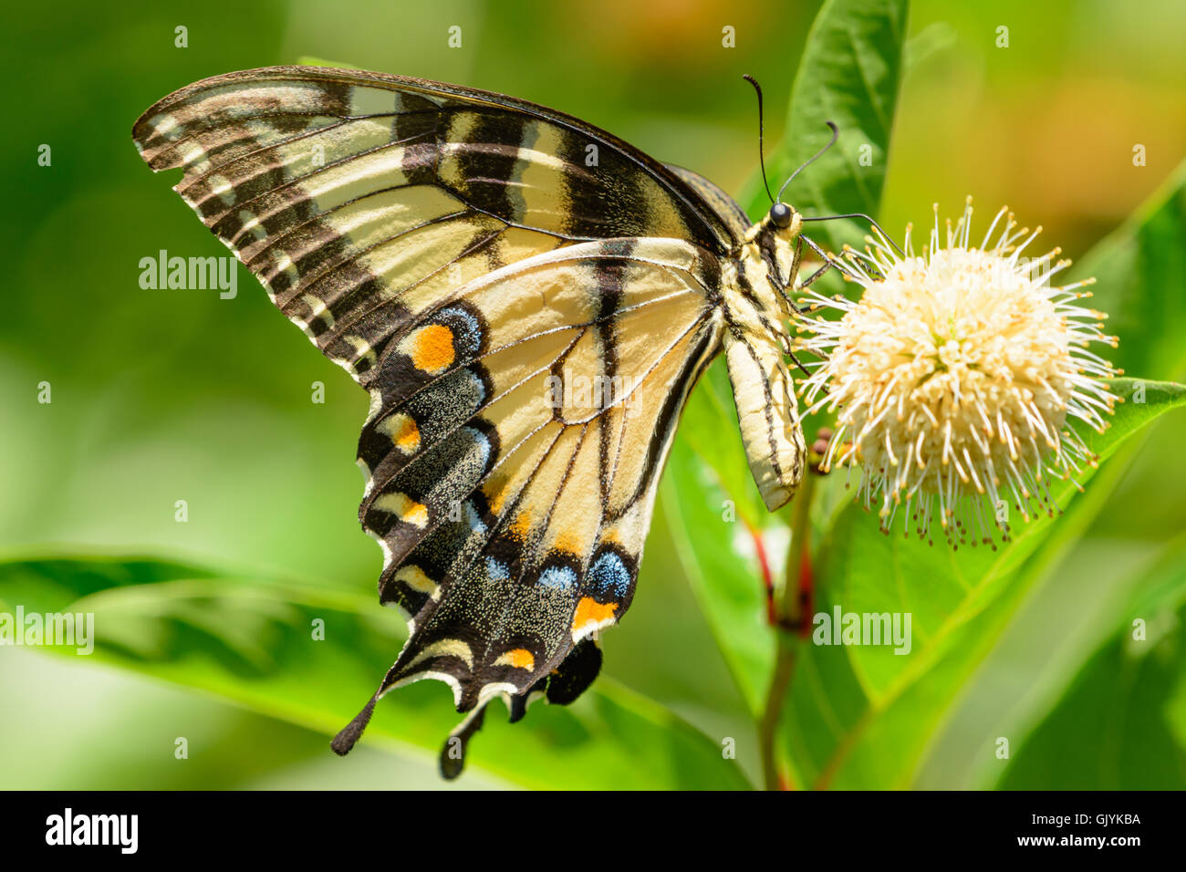 Orientale a coda di rondine di Tiger (Papilio glaucus) farfalla sul fiore. sfocato sfondo verde vista laterale Foto Stock