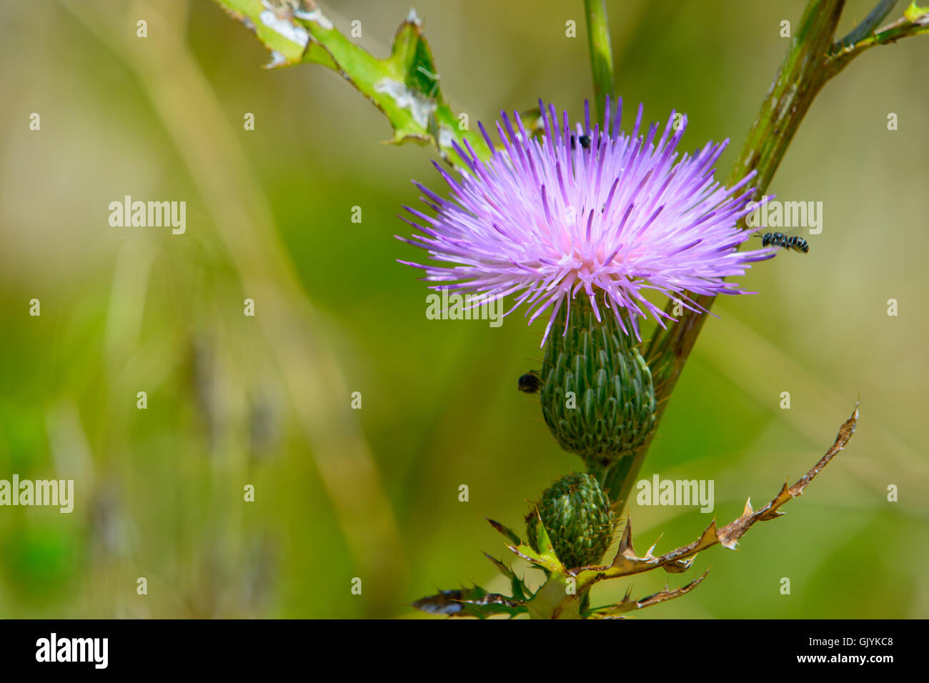 Cesto di fiori (Plectocephalus americanus), o American star thistle con piccole bee in bilico Foto Stock