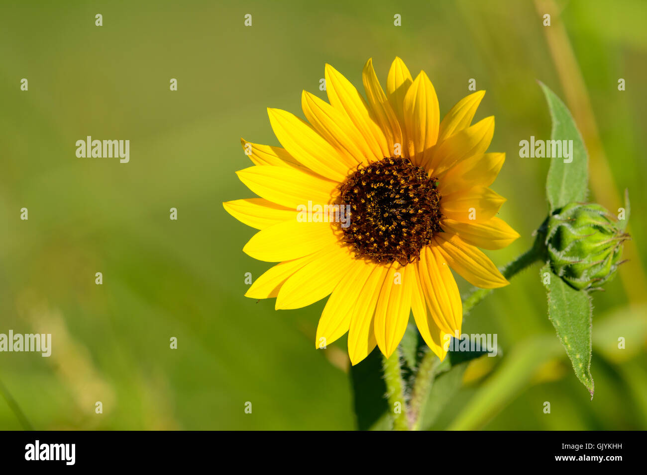 Comune di girasole (Helianthus annuus) con verde sfondo bokeh di fondo con fiore non aperti in background Foto Stock