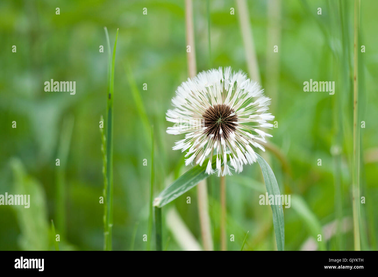 Piante e fiori sbocciano Foto Stock