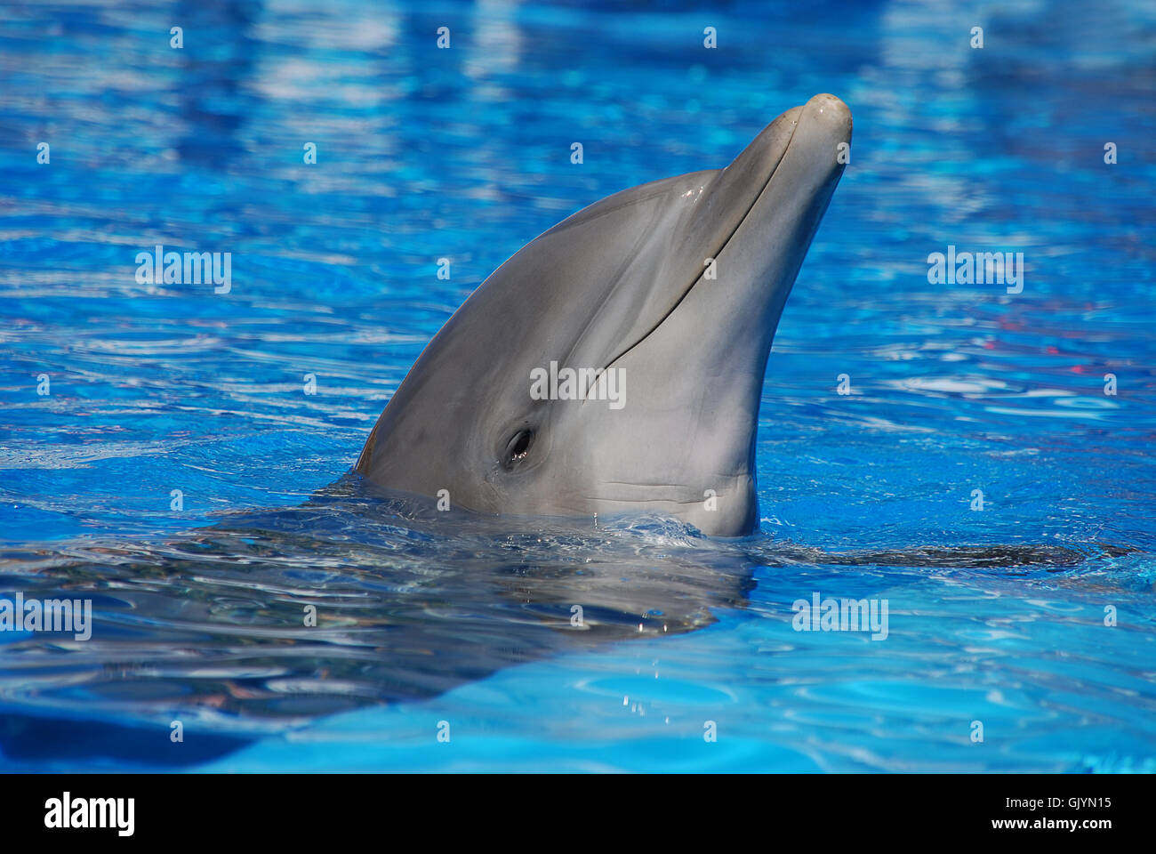 flipper Foto Stock