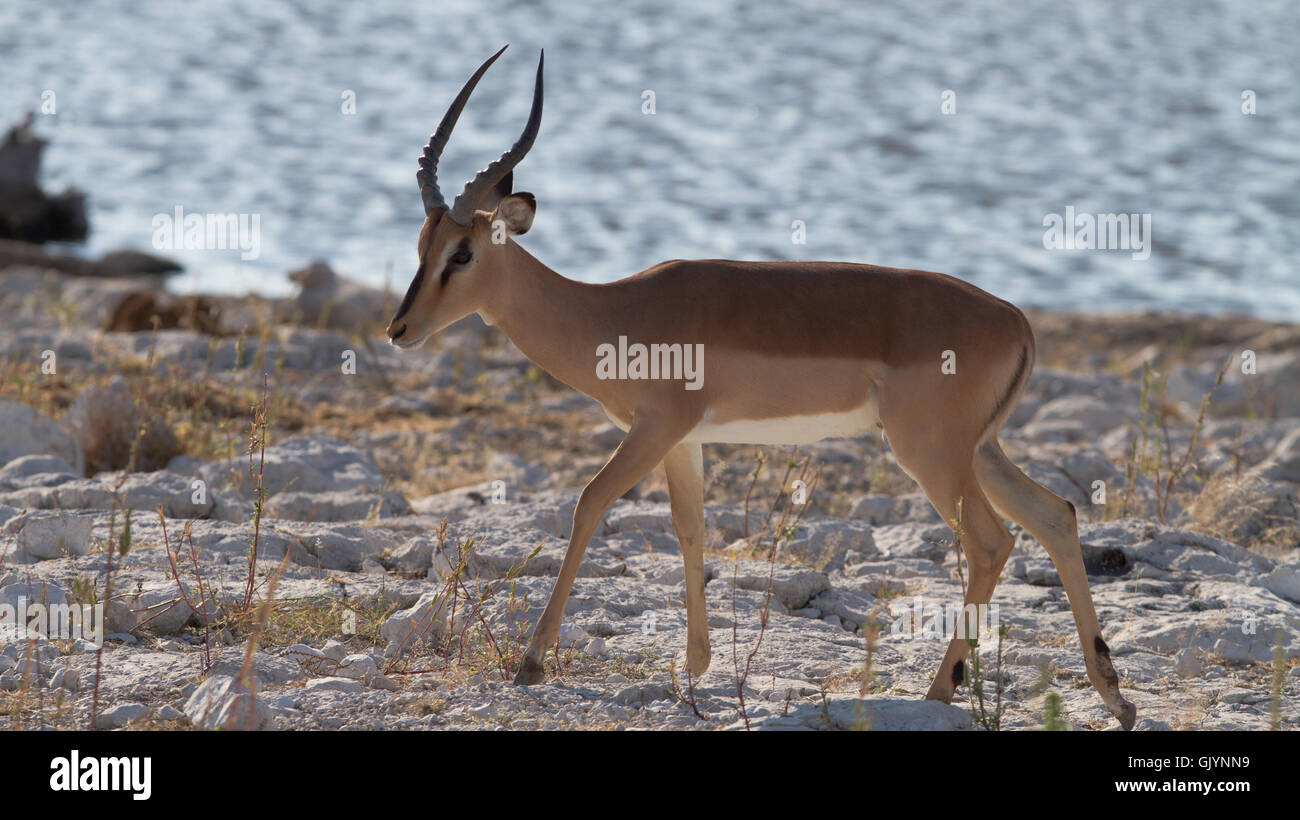 antilope Foto Stock