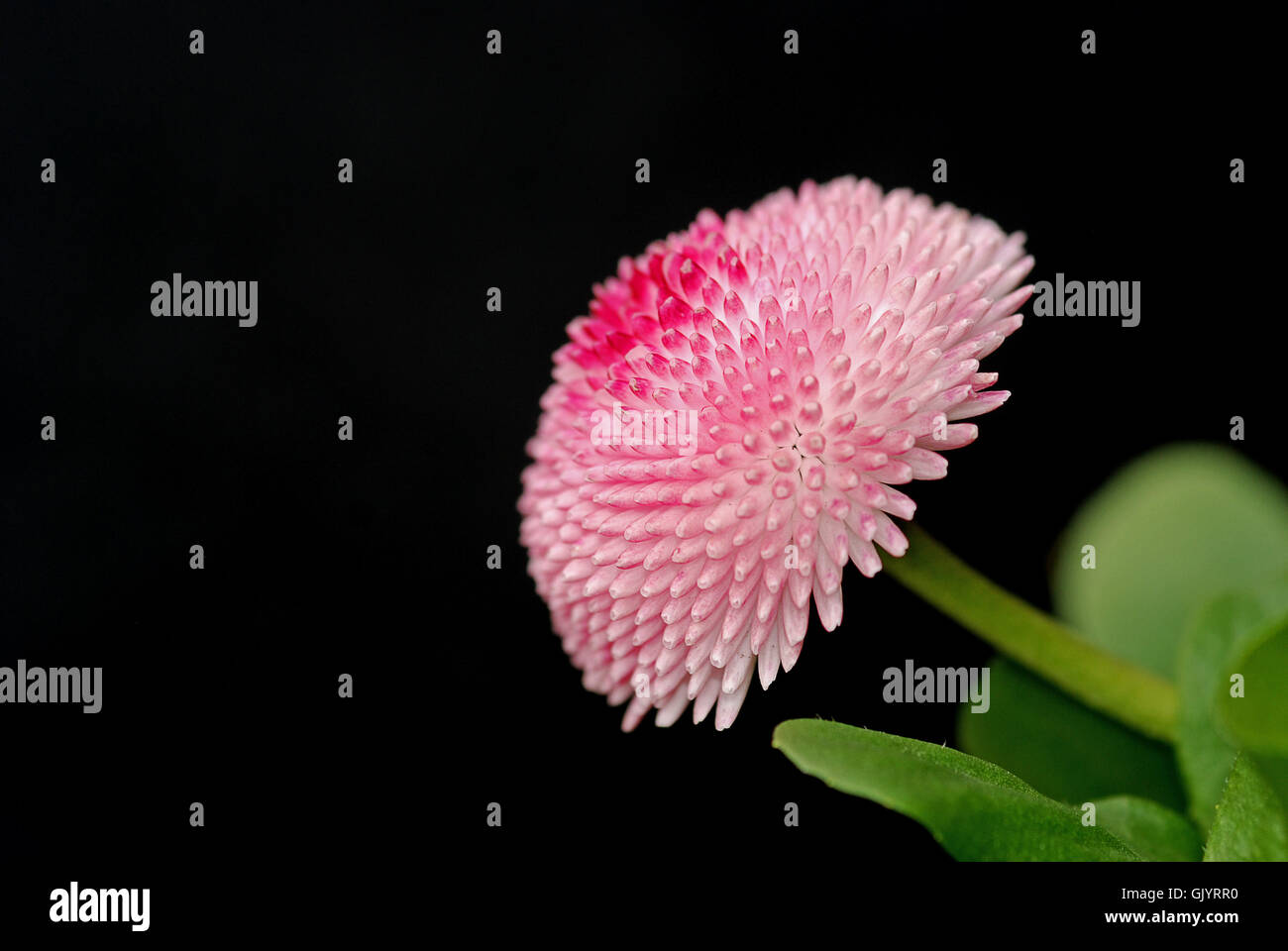 Uomo nero daisy amaranthus Foto Stock