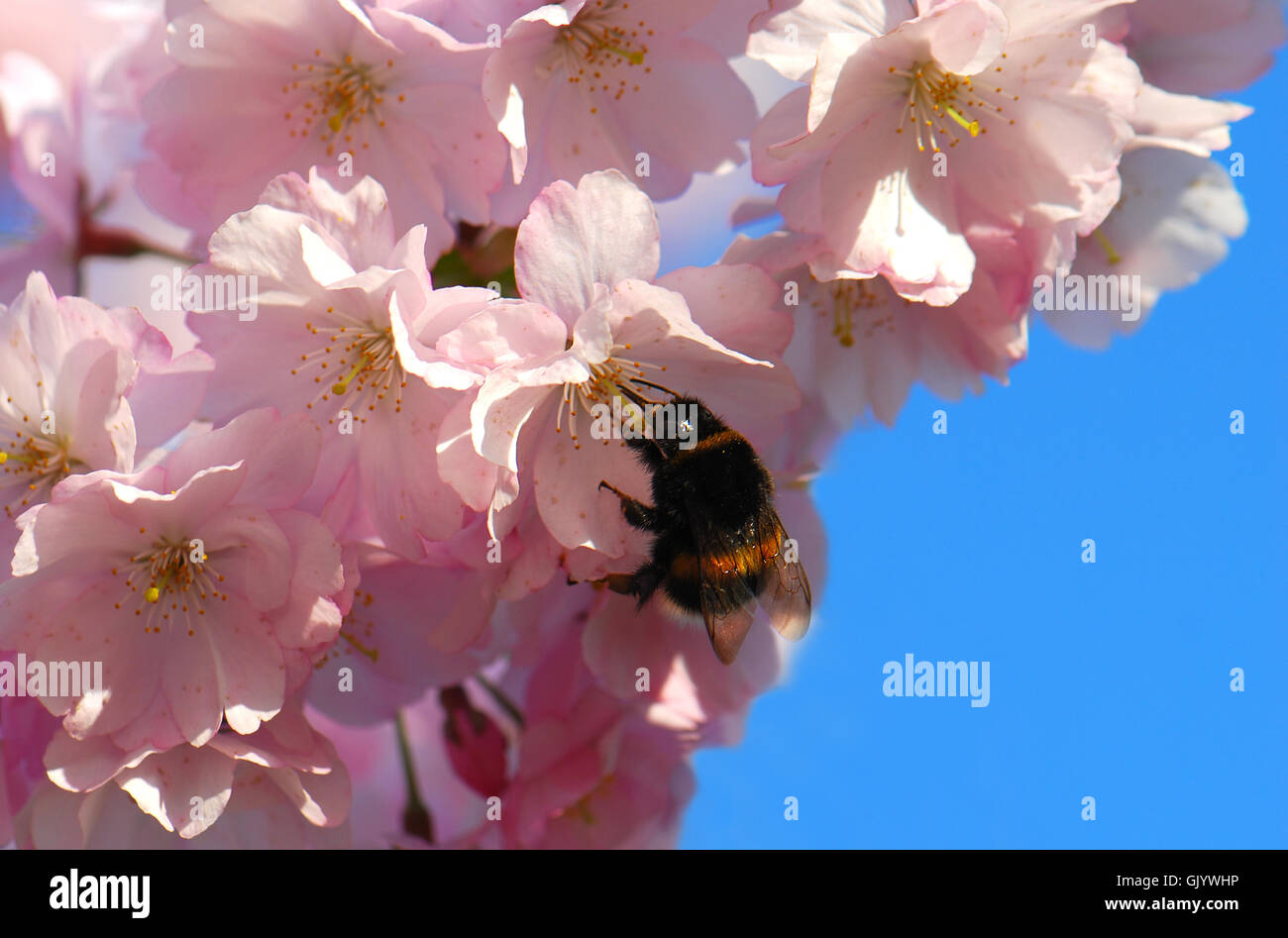 Gli insetti bumblebee bloom Foto Stock