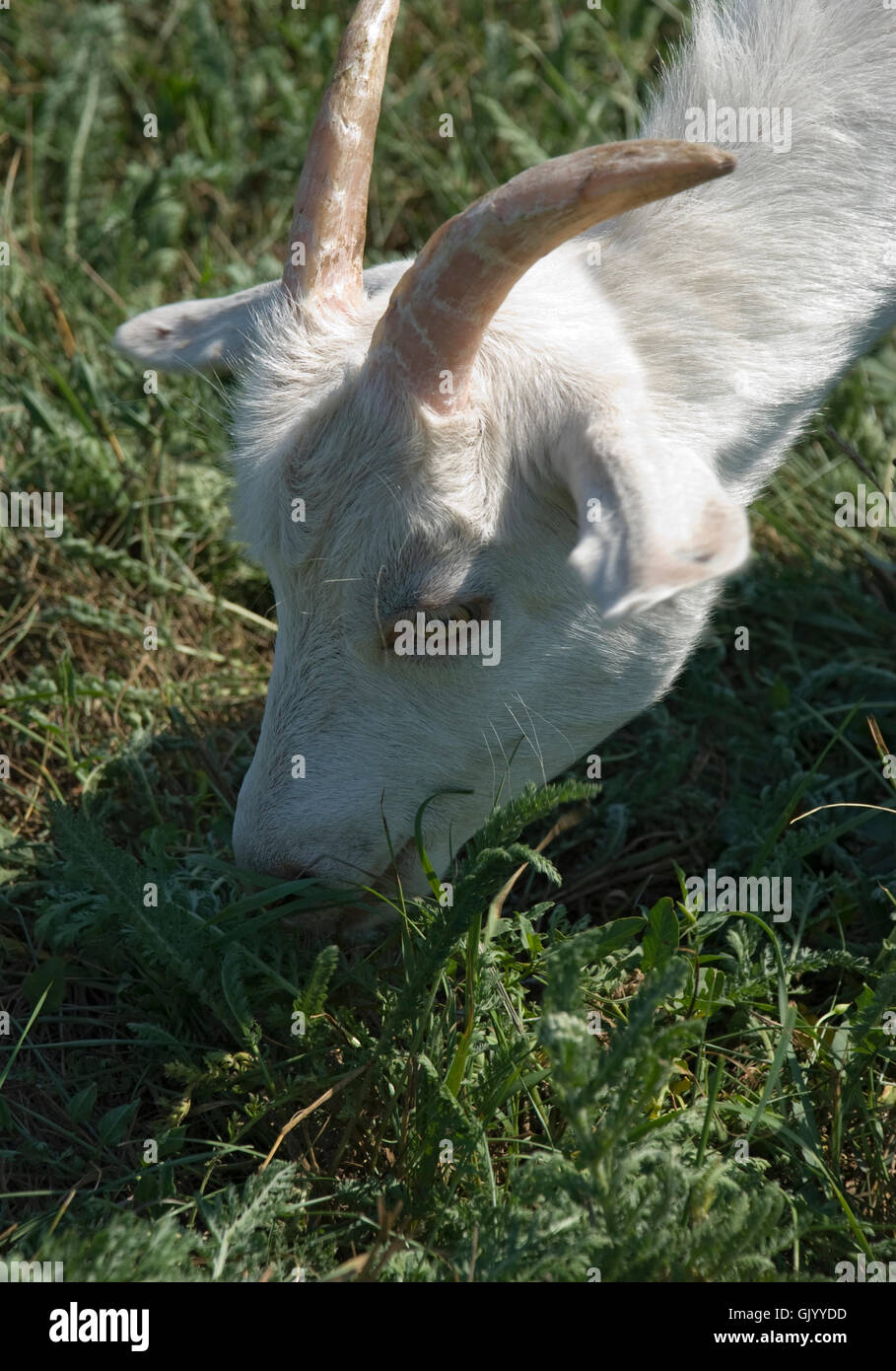 Capra pascolato su un pascolo Foto Stock