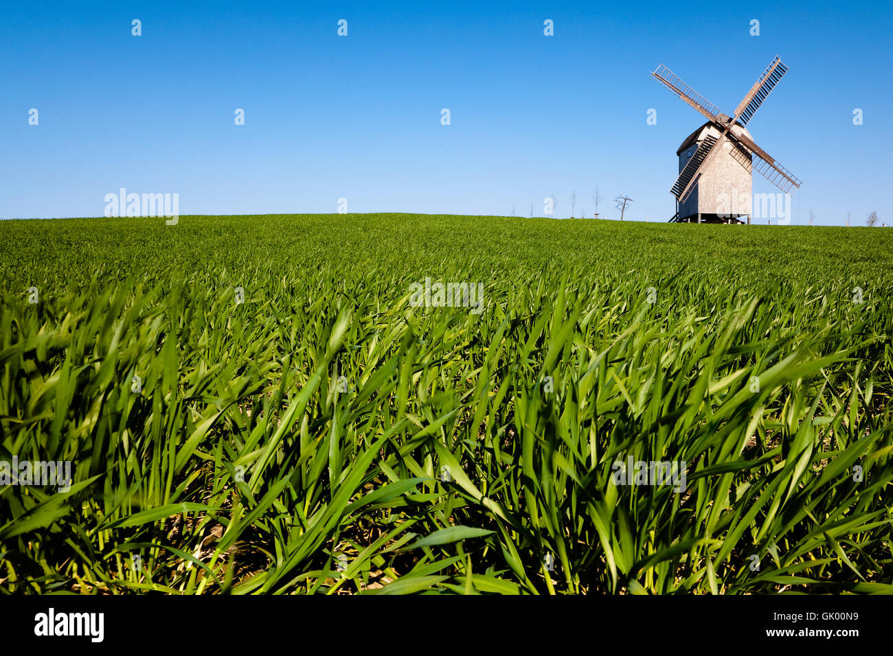 Verde Agricoltura Agricoltura Foto Stock