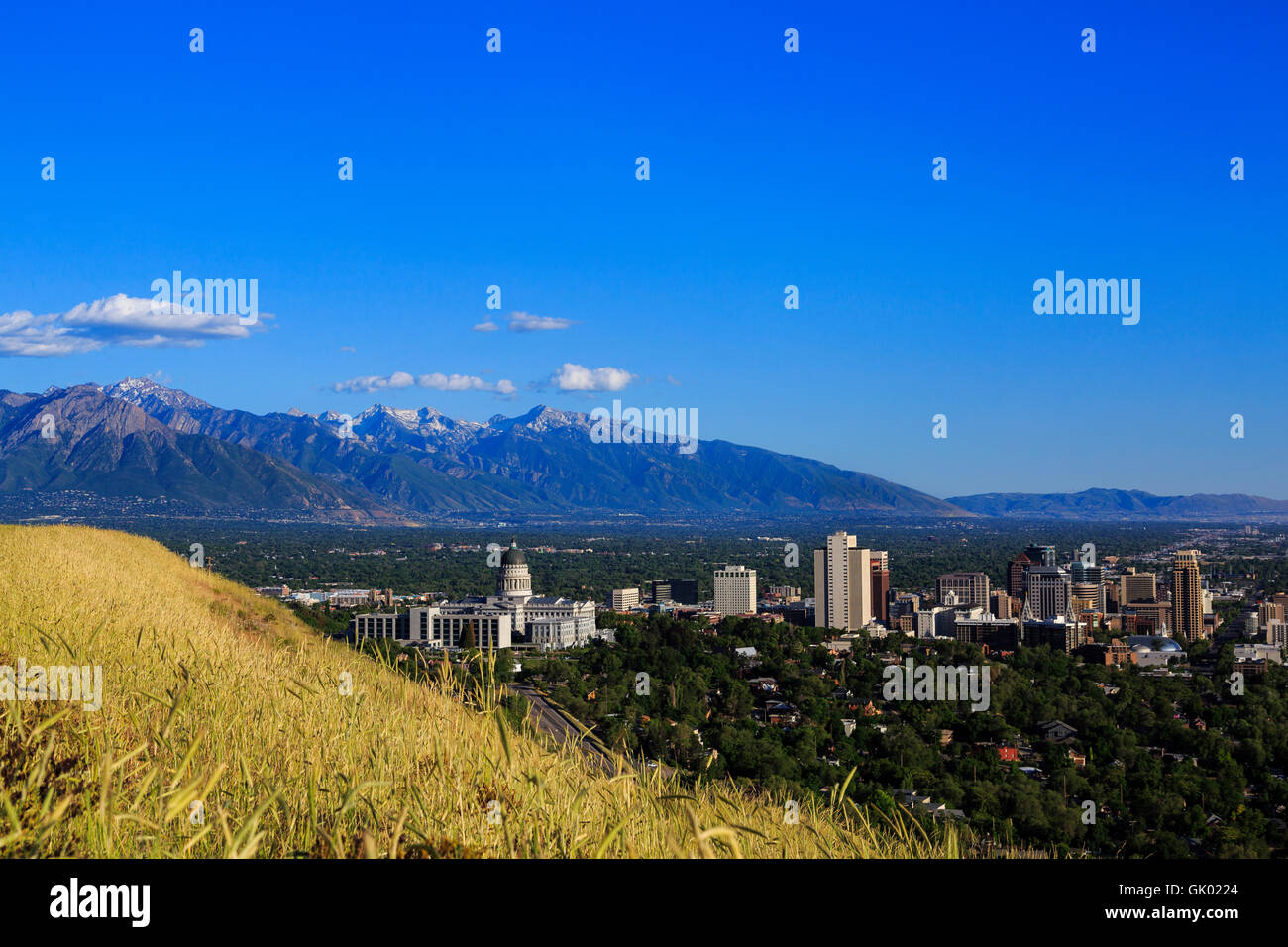 In questo colpo di alte erbe di inizio di estate sono il primo piano per gli edifici del centro cittadino di Salt Lake City, Utah USA Foto Stock