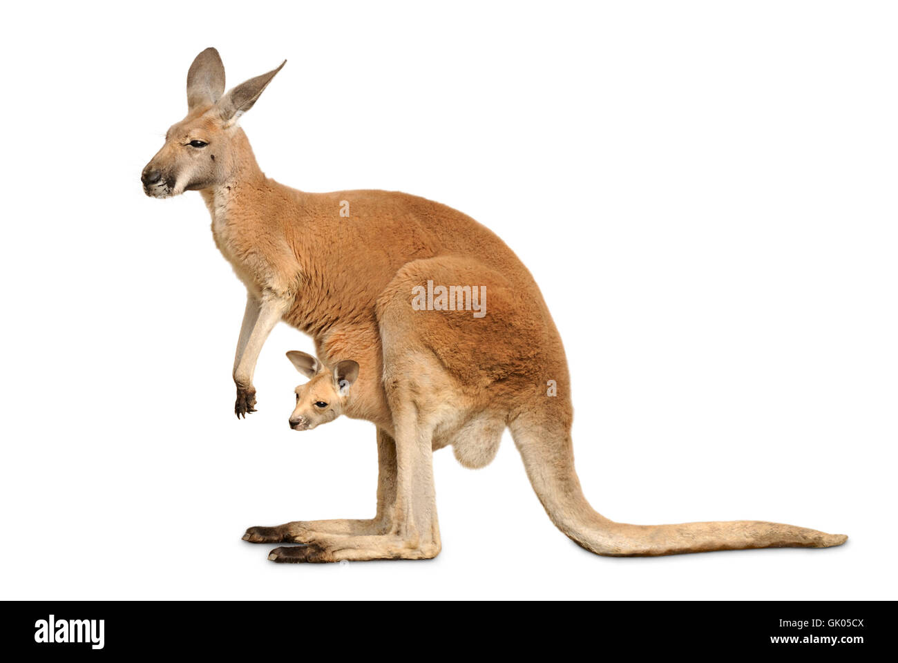 Kangaroo femmina con cub su bianco Foto Stock