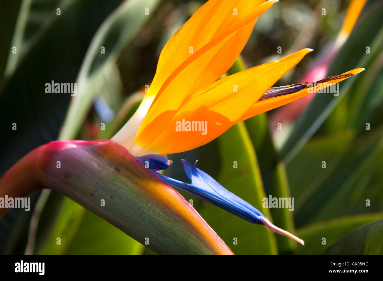 Strelizia Foto Stock