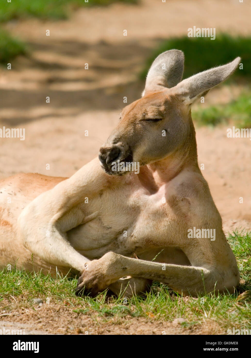 Kangaroo in posa umana Foto Stock