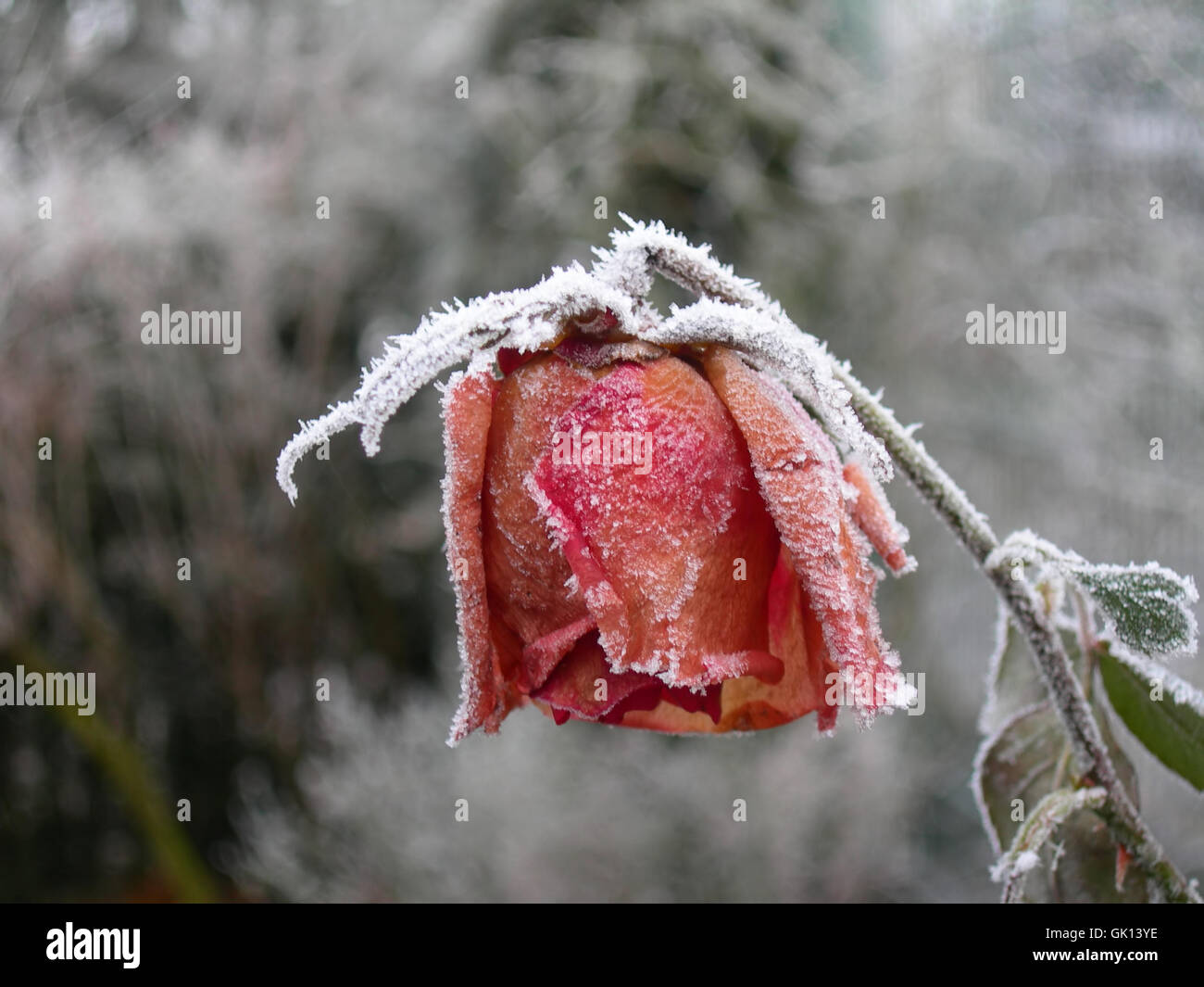 Winter Rose fiore Foto Stock