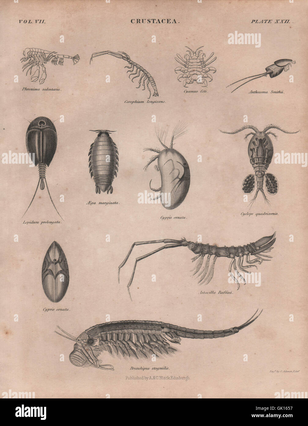 Crostacei. Phronima sedentaria; Corophium longicome; Cyamus Ceti, stampa 1860 Foto Stock
