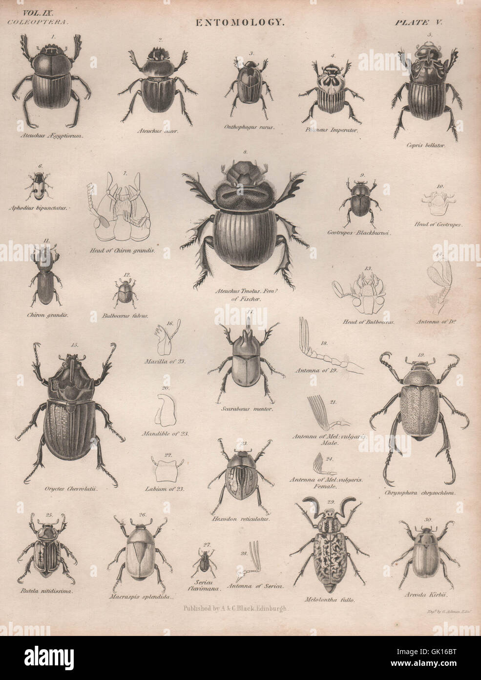 Entomologia 5. Insetti coleotteri. La britannica, antica stampa 1860 Foto Stock