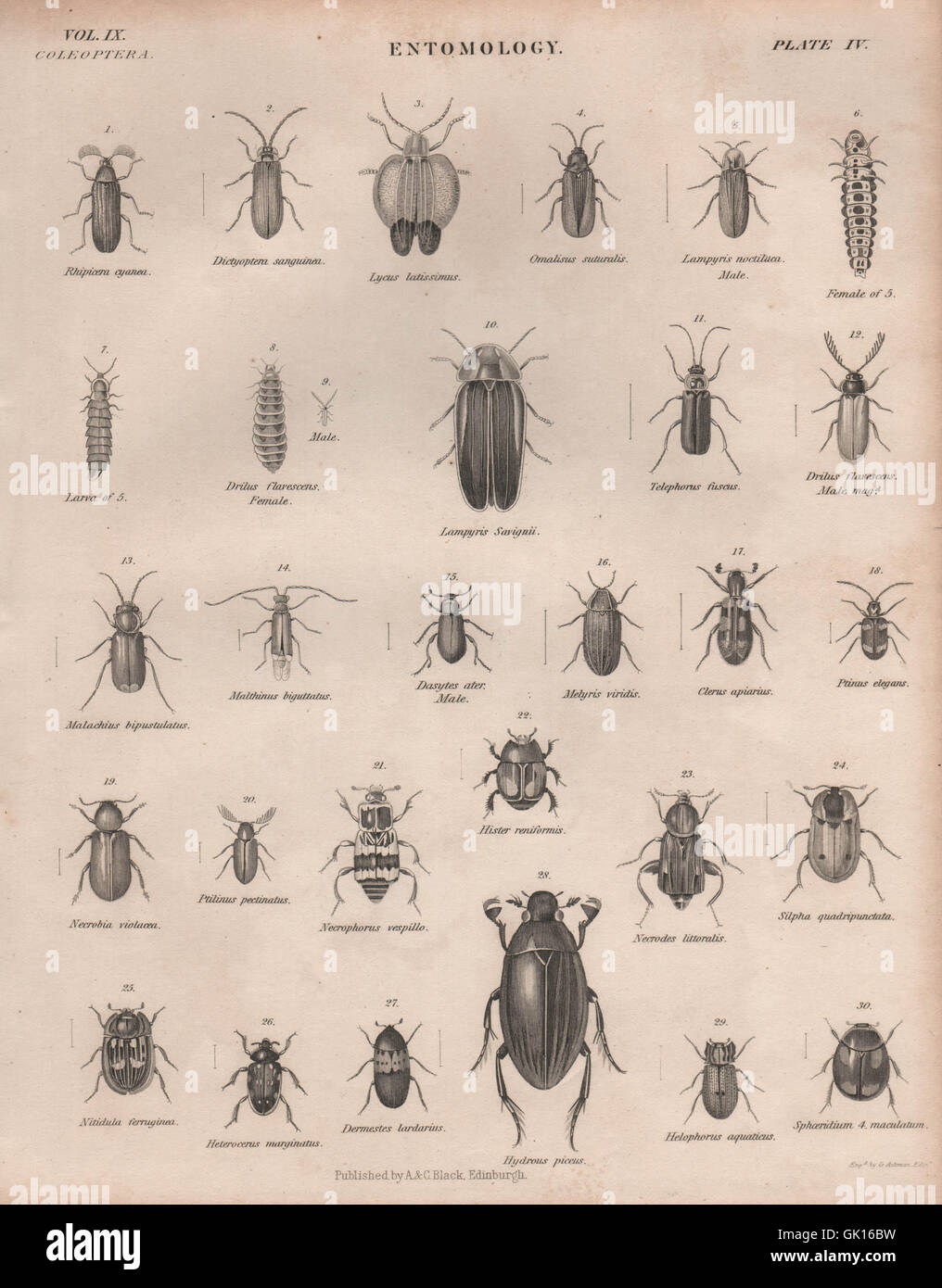 Entomologia 4. Insetti coleotteri. La britannica, antica stampa 1860 Foto Stock