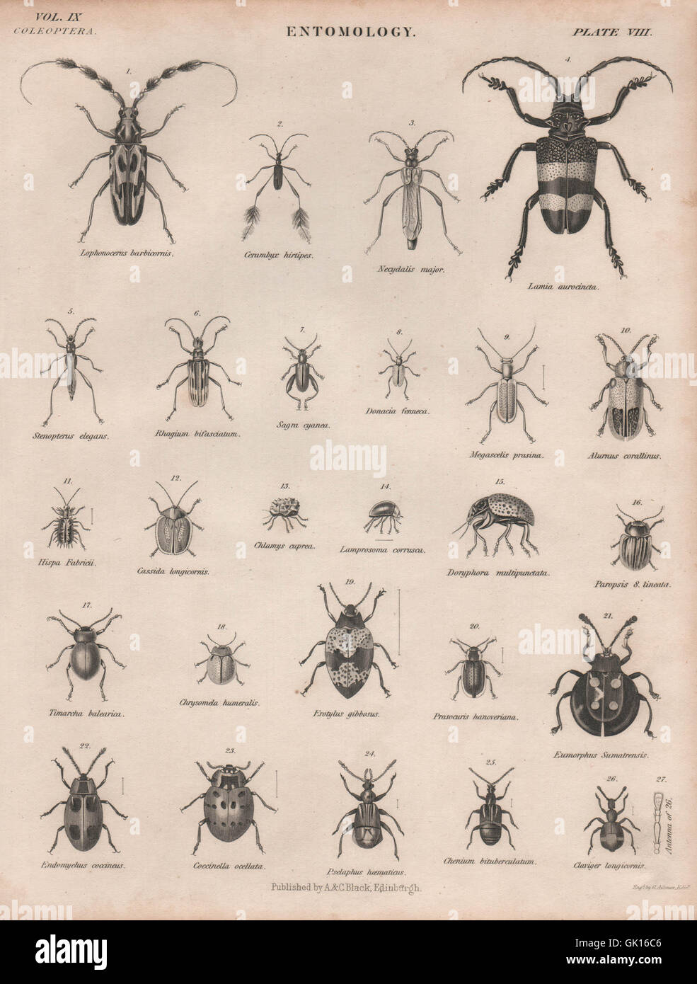 Entomologia 8. Insetti coleotteri coccinelle. La britannica, antica stampa 1860 Foto Stock