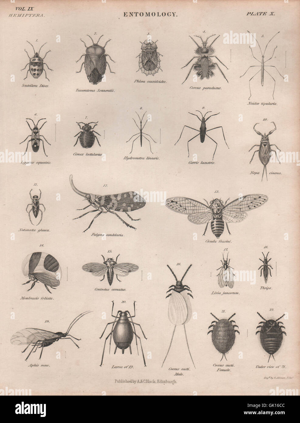 Entomologia 10. Insetti coleotteri mosche volare. La britannica, antica stampa 1860 Foto Stock