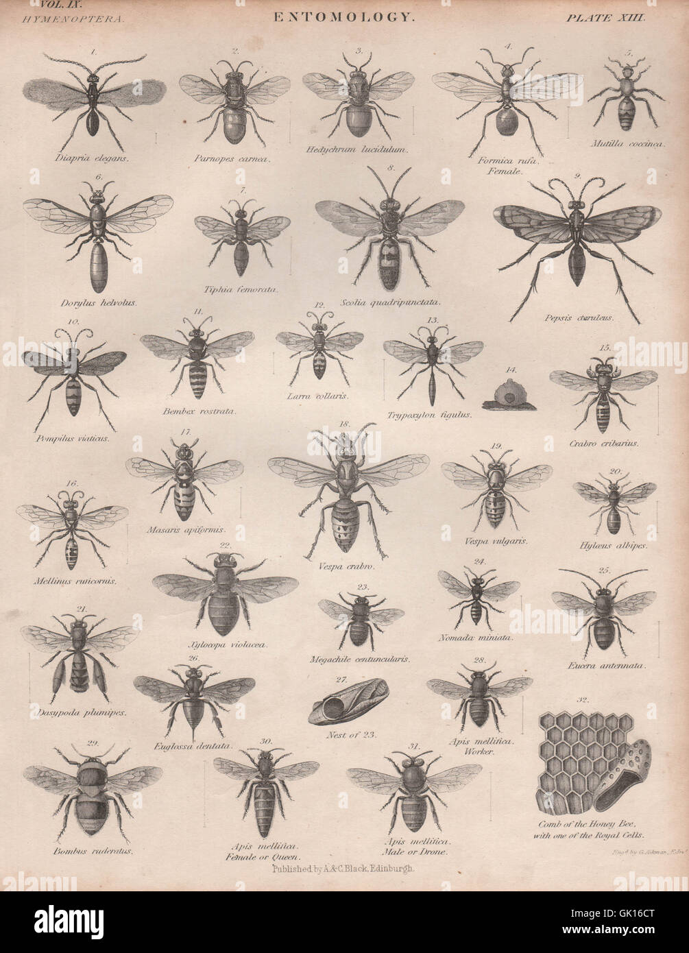 Entomologia 13. Insetti mosche volare vespe api. La britannica, antica stampa 1860 Foto Stock