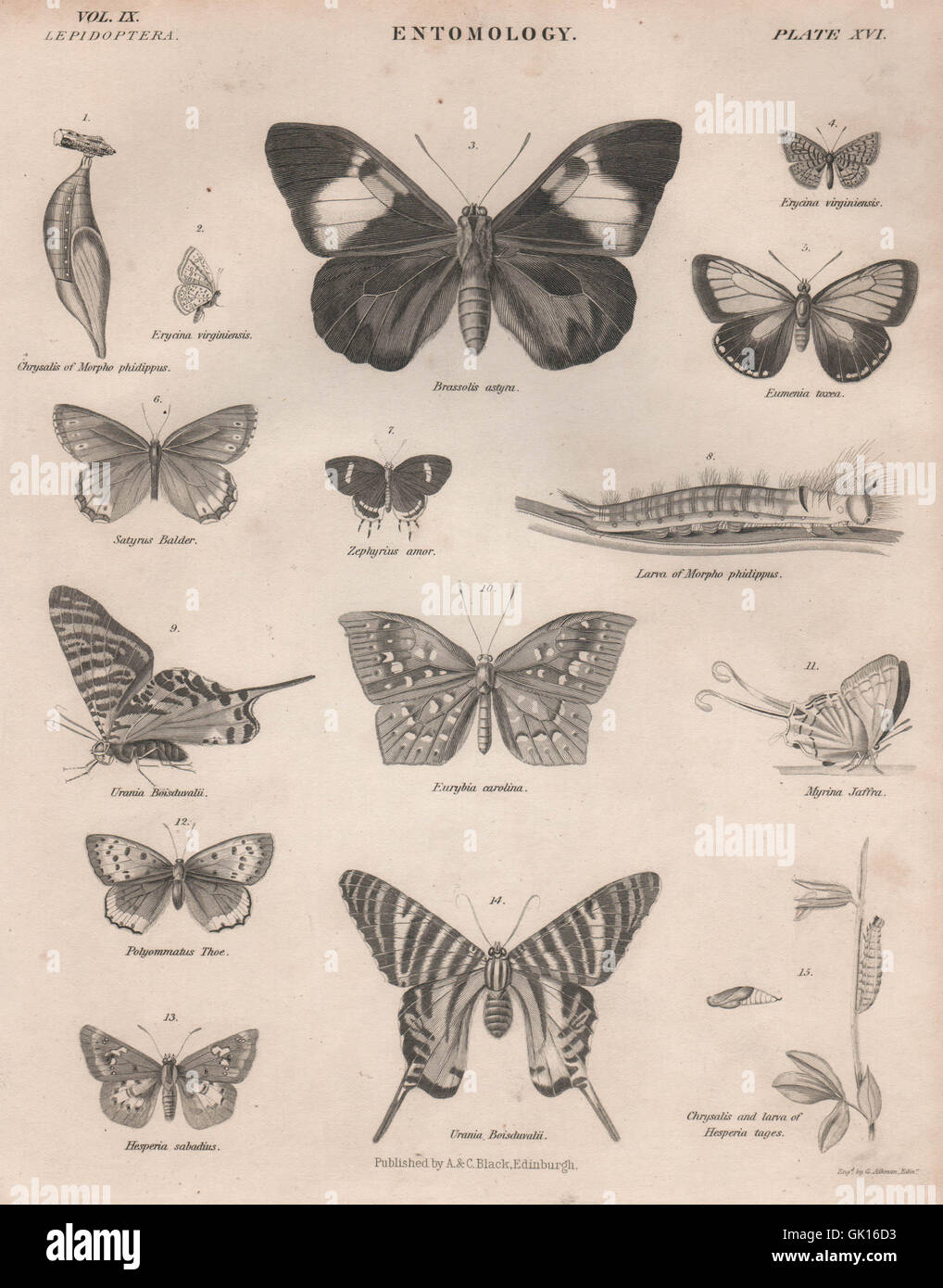 Entomologia 16. Insetti farfalle falene. La britannica, antica stampa 1860 Foto Stock