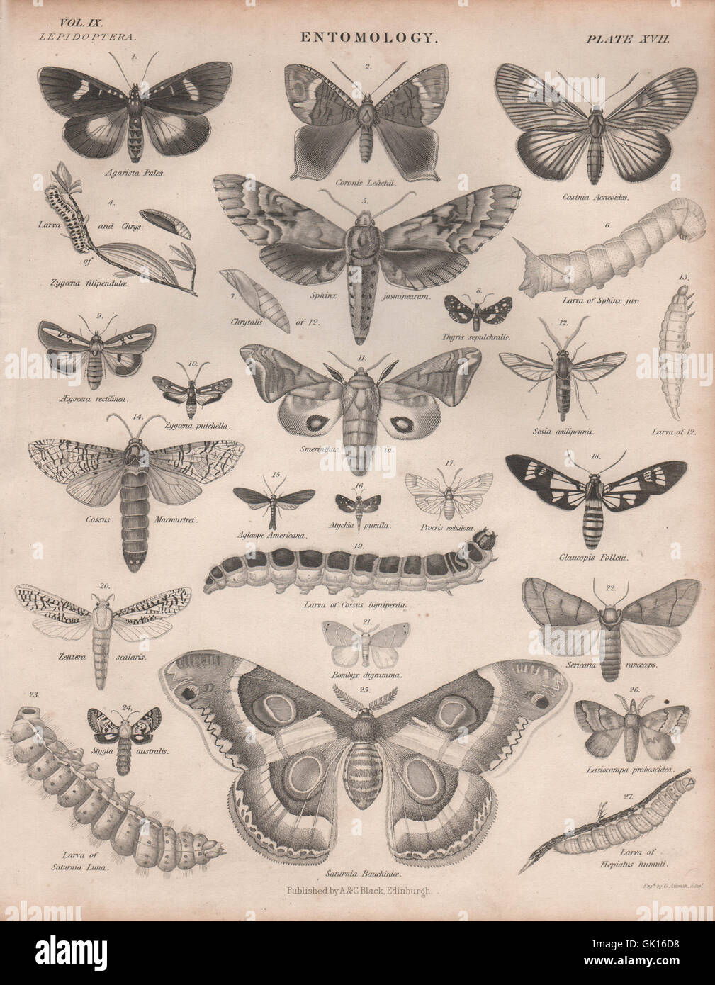 Entomologia 17. Insetti farfalle falene. La britannica, antica stampa 1860 Foto Stock