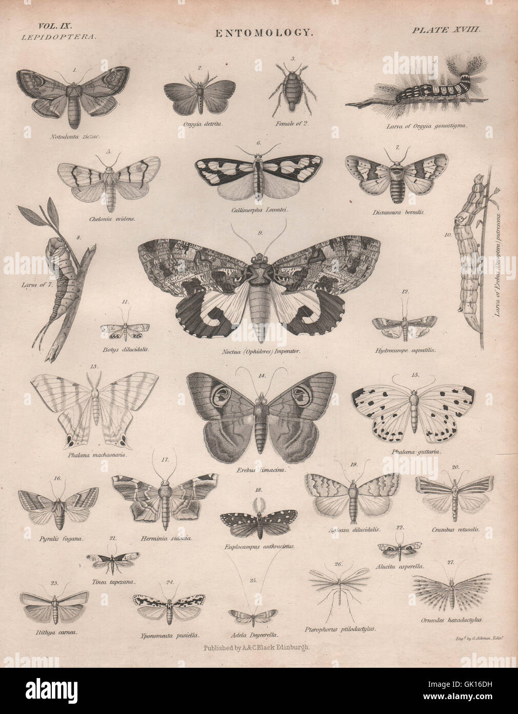 Entomologia 18. Insetti farfalle falene. La britannica, antica stampa 1860 Foto Stock