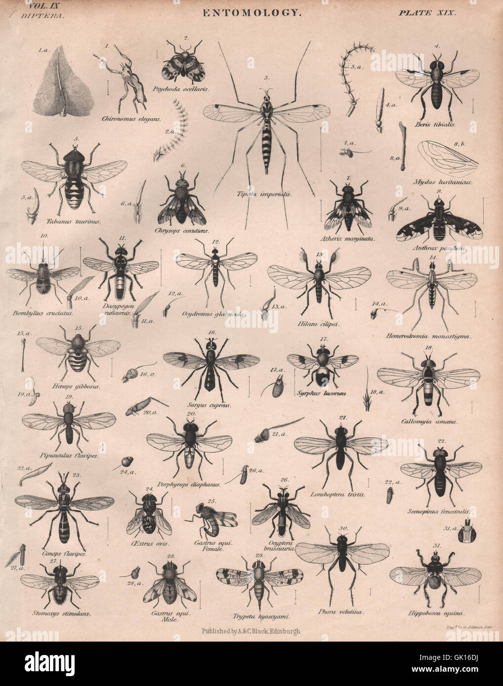 Entomologia 19. Insetti mosche. La britannica, antica stampa 1860 Foto Stock