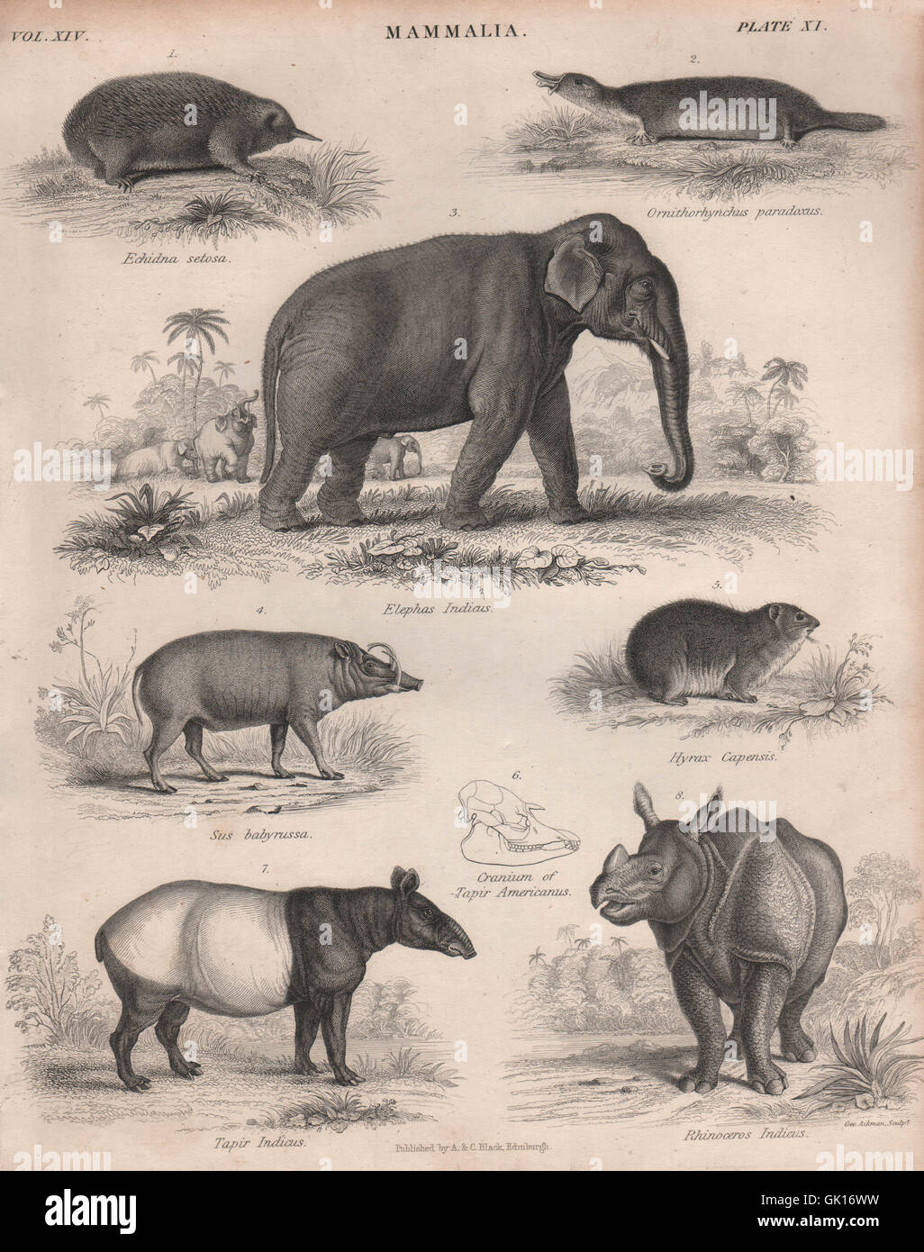 Echidna. Platypus. L'elefante indiano & rhino. Babirusa. Hyrax. Il tapiro: la malese, 1860 Foto Stock