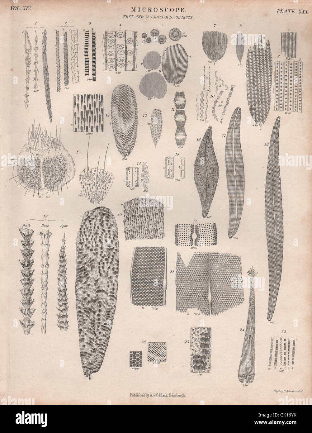 Microscopio. Test e oggetti microscopici. La britannica, antica stampa 1860 Foto Stock