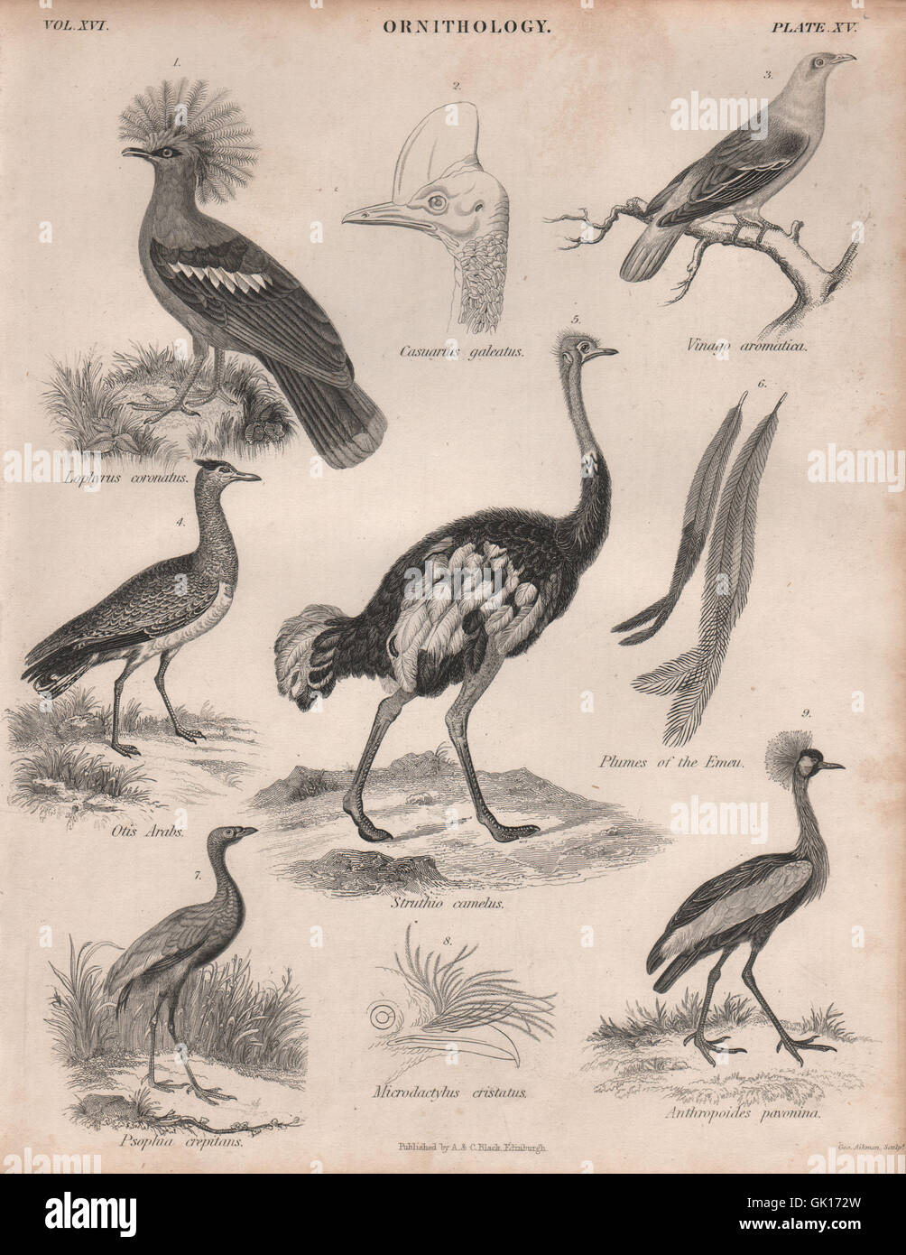 Incoronato Piccione. Vinago. Arabian Bustard. Struzzo. Trumpeter. Crowned Crane, 1860 Foto Stock