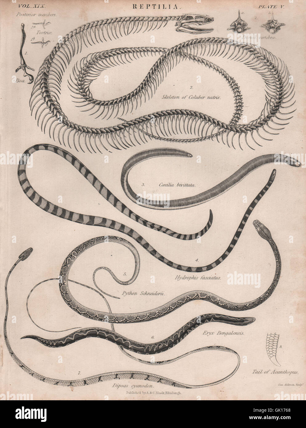 I serpenti rettili. Biscia. Striato di serpente di mare. Rough-tailed sabbia boa, 1860 Foto Stock