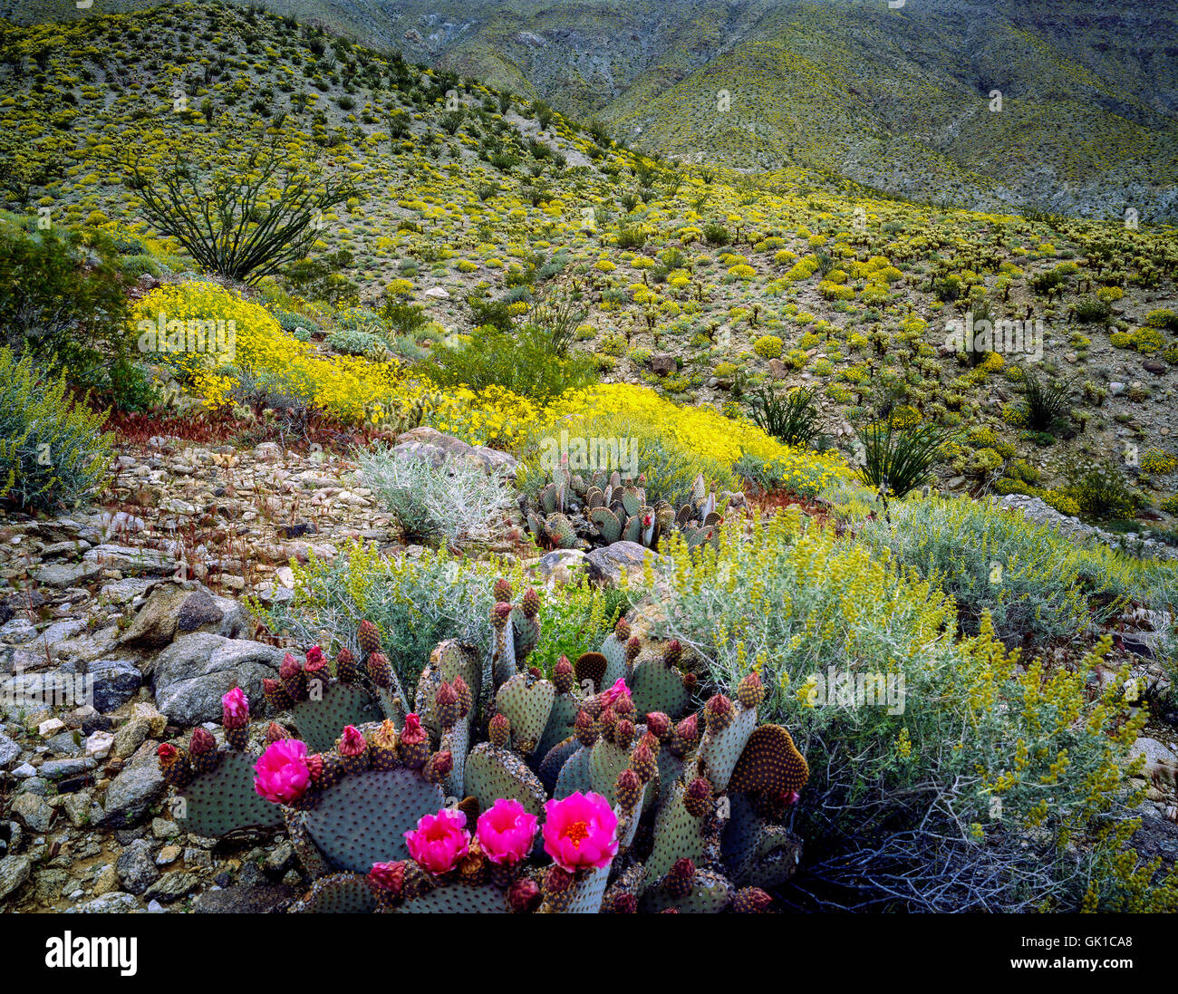 Fioritura nel deserto Anza-Borego, California Foto Stock