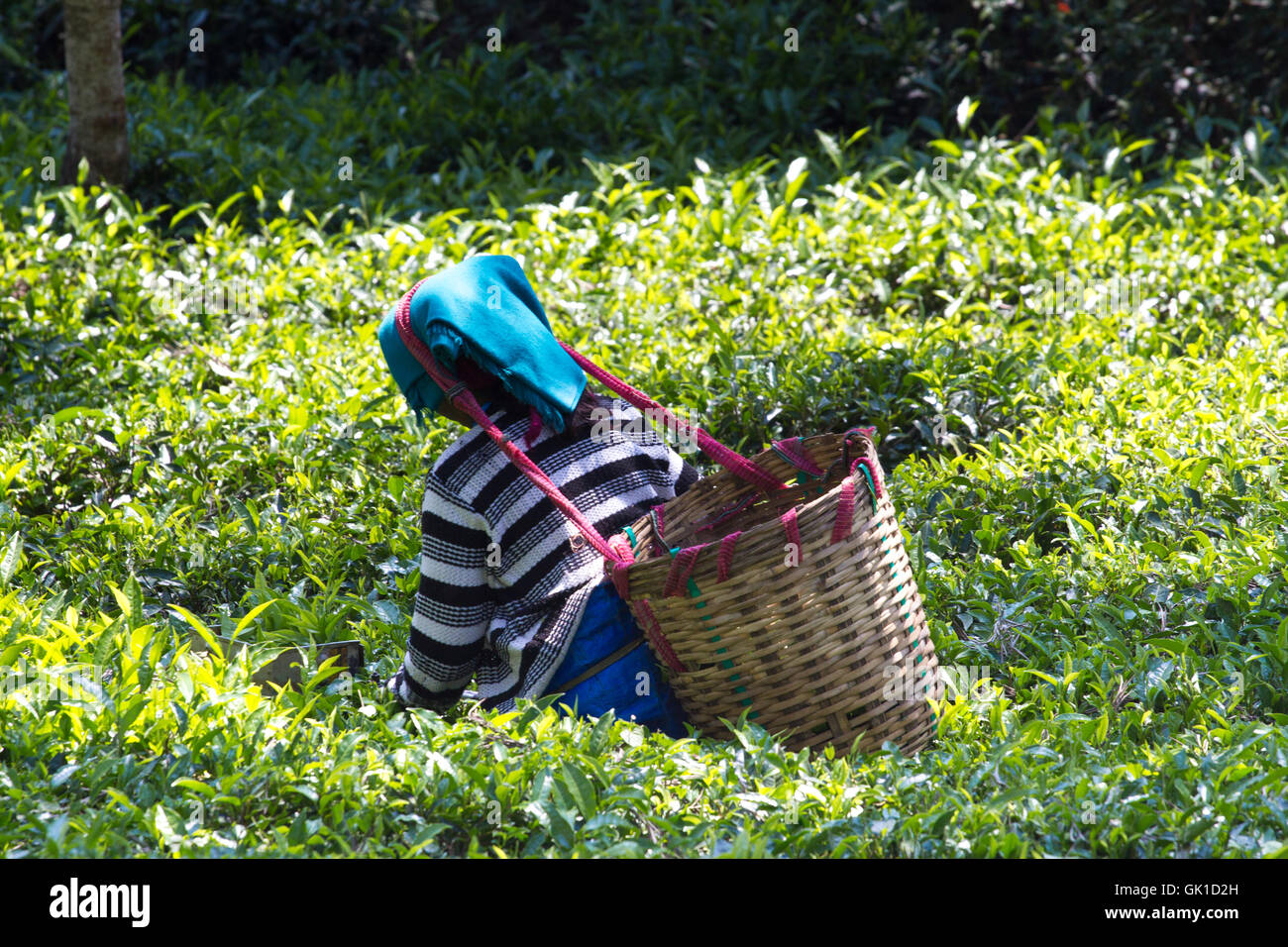 Coonoor , nello Stato del Tamil Nadu, India, 22 marzo 201 Unidentified donna raccogliere tea dalla piantagione Foto Stock