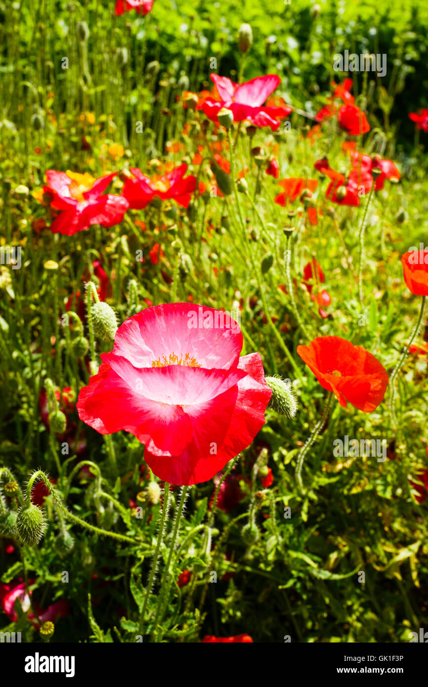 Papaveri annuale che cresce in un giardino Foto Stock