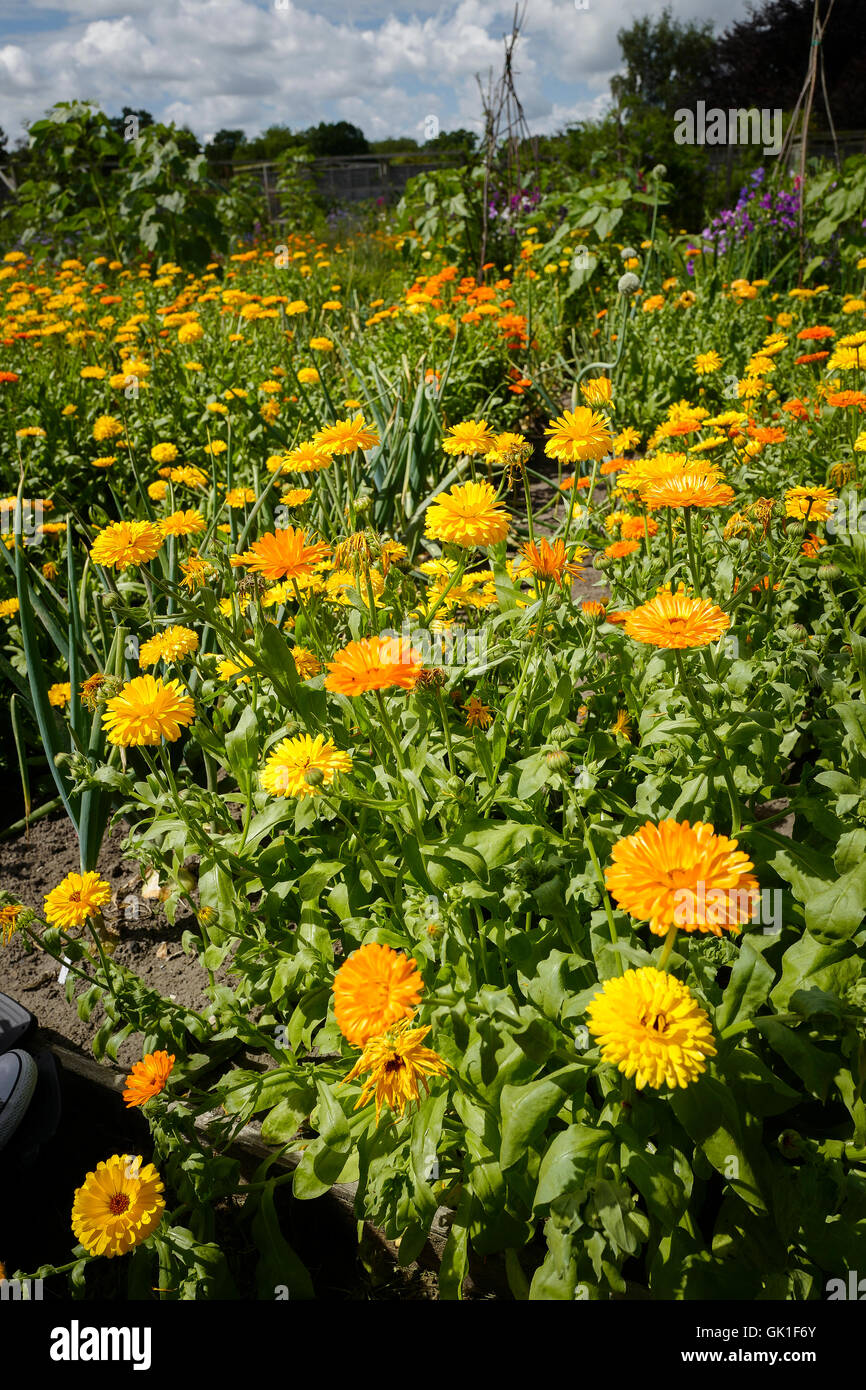 Un letto di fiori di calendula crescente in un orto comunitario nel WILTSHIRE REGNO UNITO Foto Stock