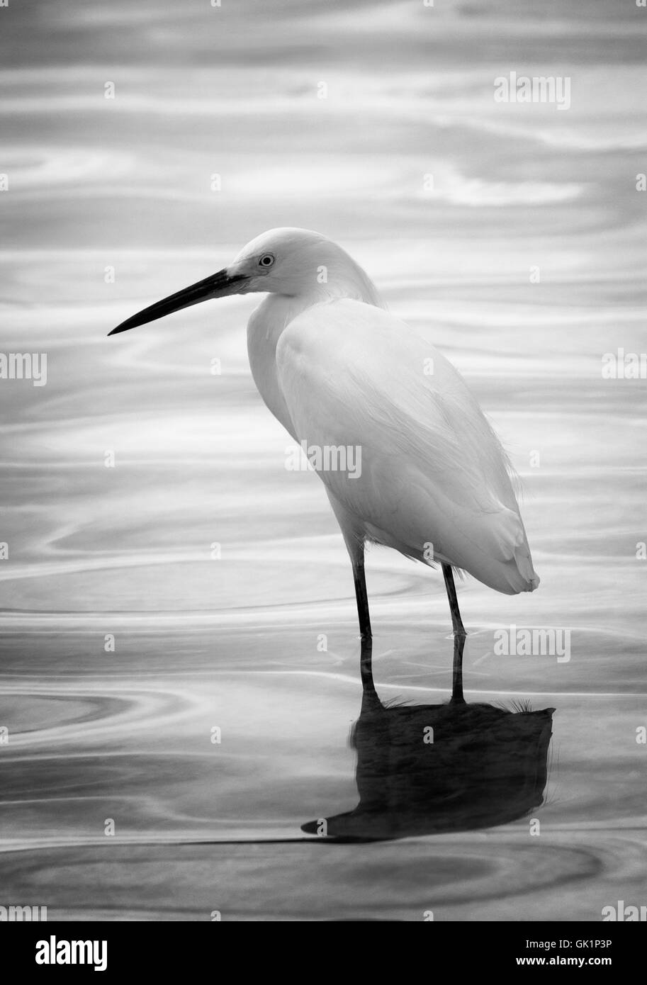 Un Airone nevoso wades in acque poco profonde della baia della Florida, Key Largo. Il sole discendente crea un mercurial sheen per l'acqua. Foto Stock