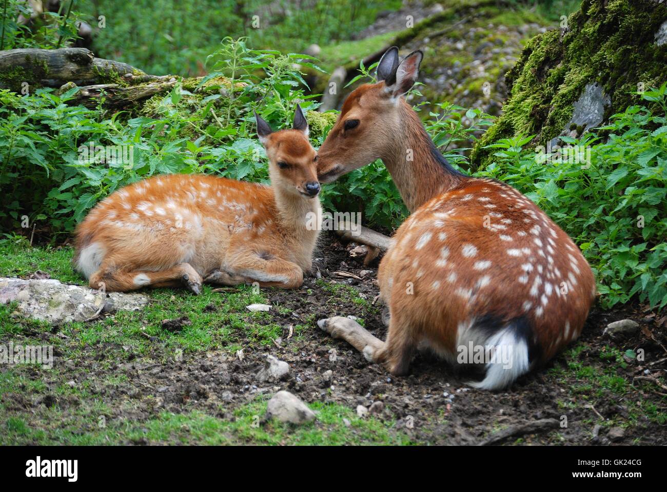 Prole Deer Fawn Foto Stock