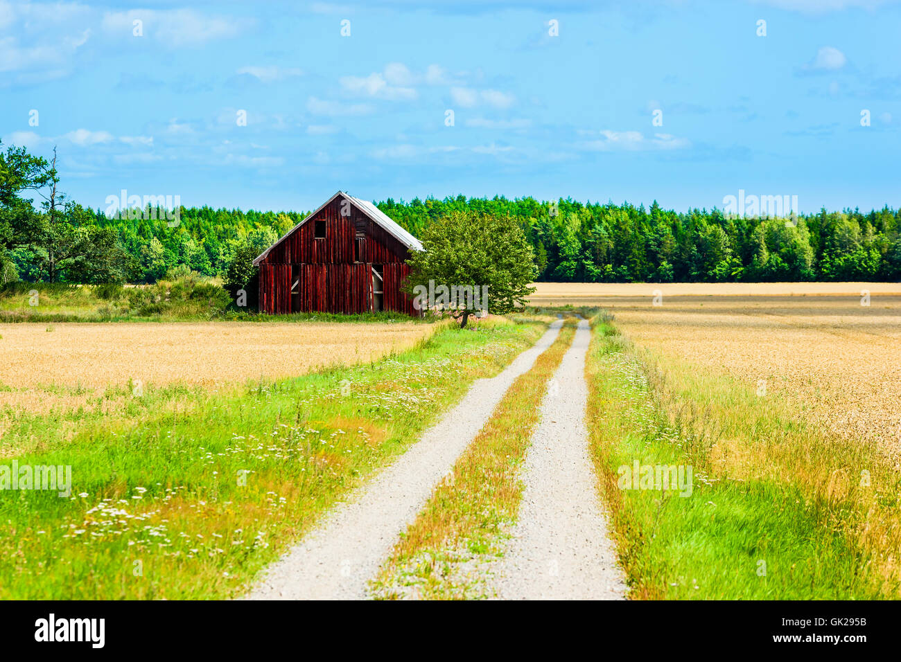 Rosso scuro granaio accanto a una strada di campagna circondata da raccolto maturo e foresta. Tarda estate inizio di caduta nella campagna svedese. Foto Stock