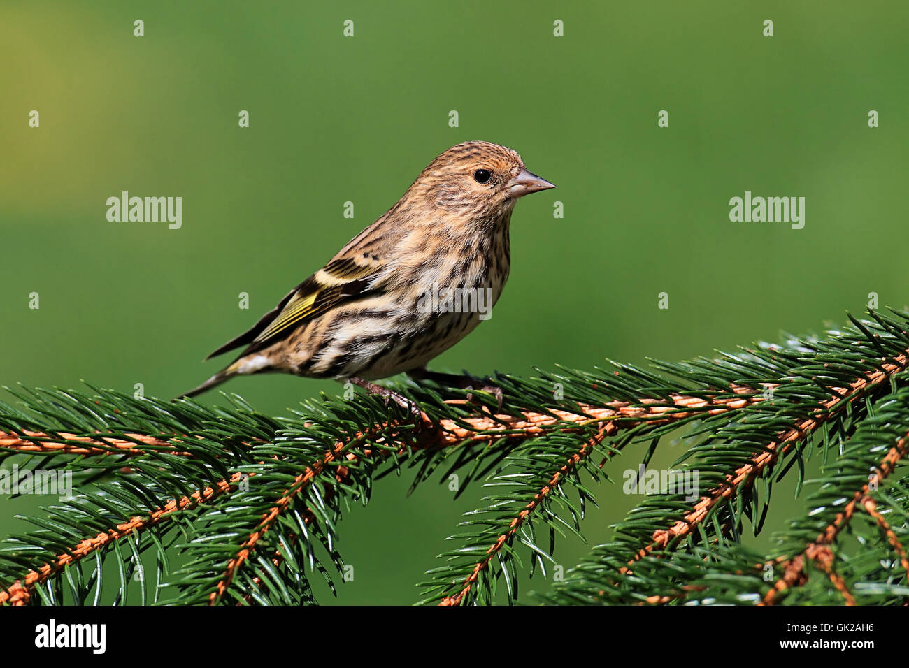 uccelli selvatici dell'albero Foto Stock