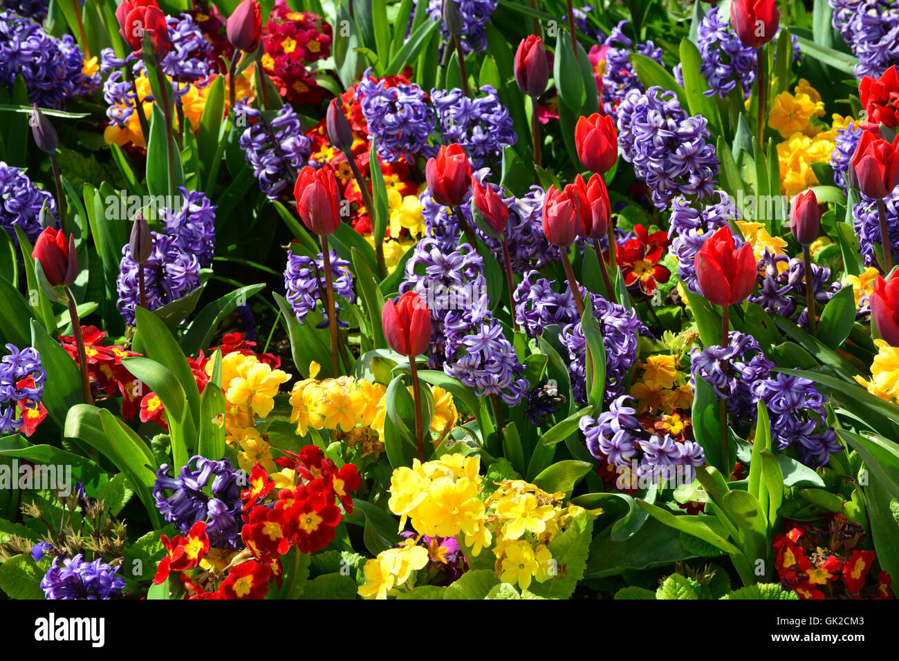 Tulipani, fiori viola, gialli e rossi al Castello e giardini di Belfast Foto Stock