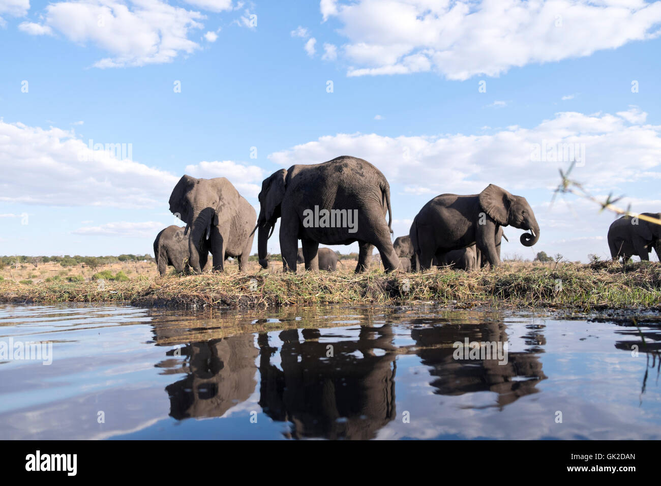 Elefante africano (Loxodonta africana) di pascolare su un'isola del fiume Chobe Botswana Foto Stock