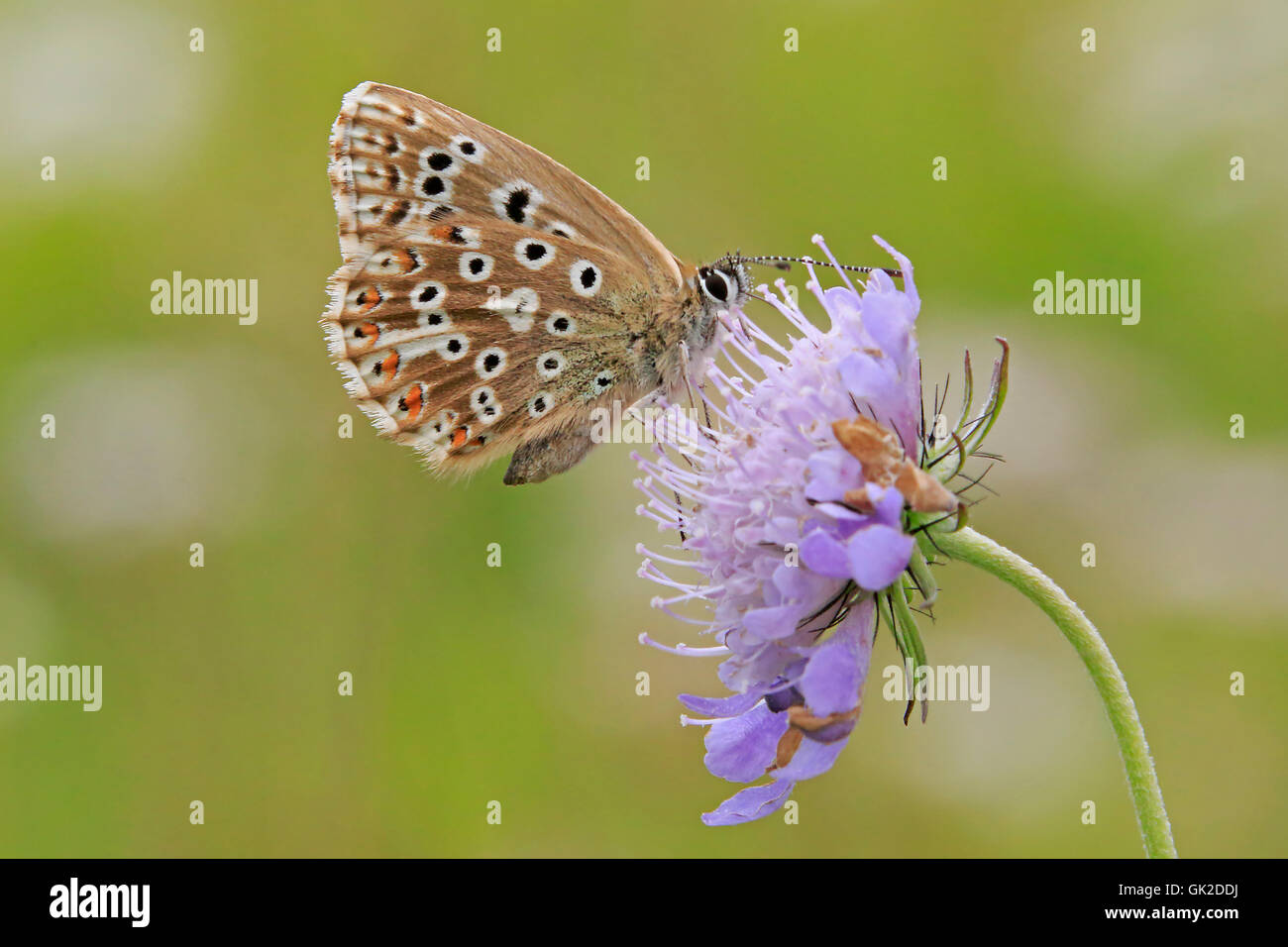 Underwing vista di una femmina Chalkhill Blue Butterfly Foto Stock